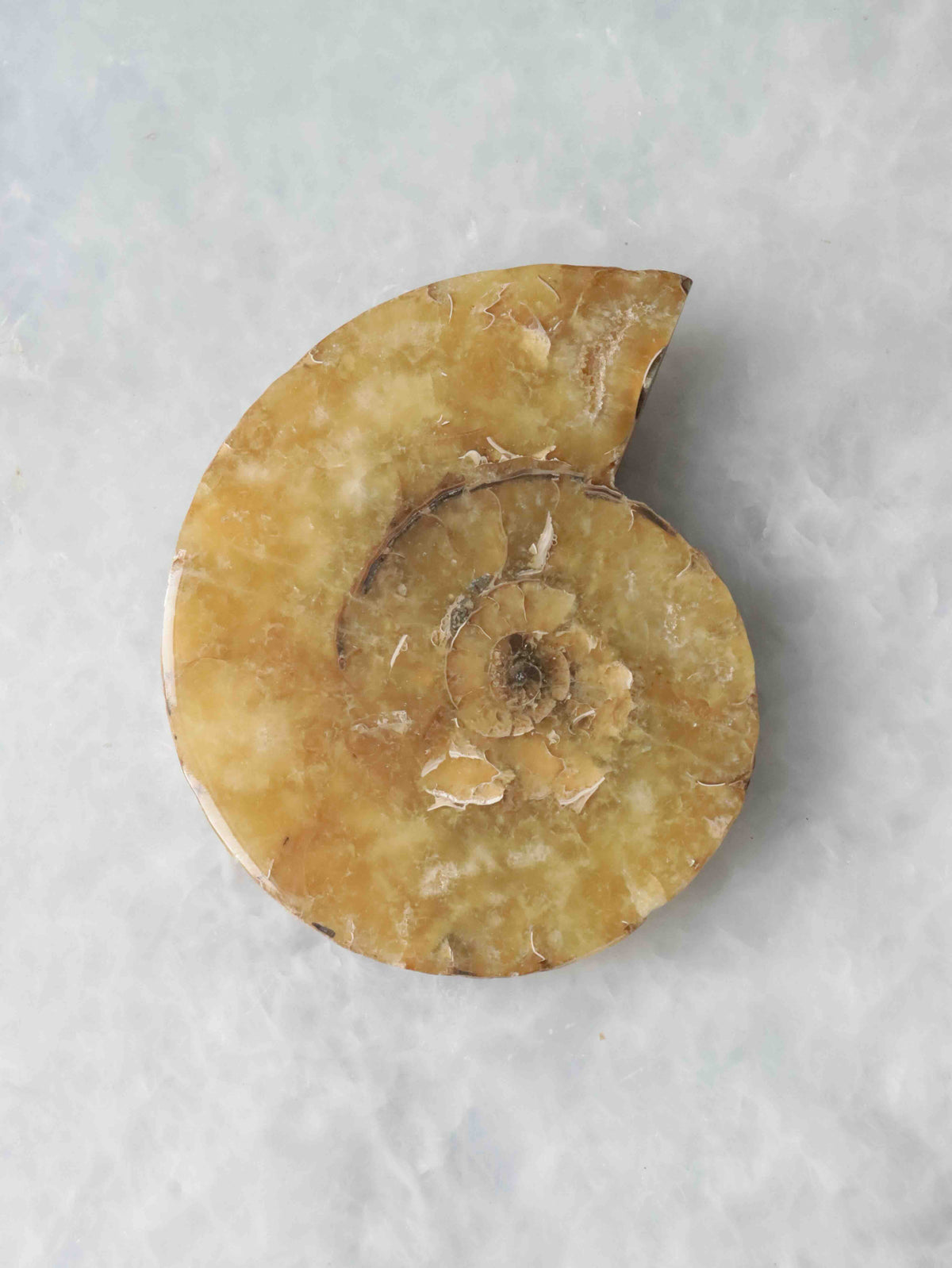 Ammonite 𖢻 Wealth & Harmony