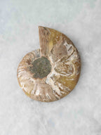 Ammonite 𖢻 Wealth & Harmony