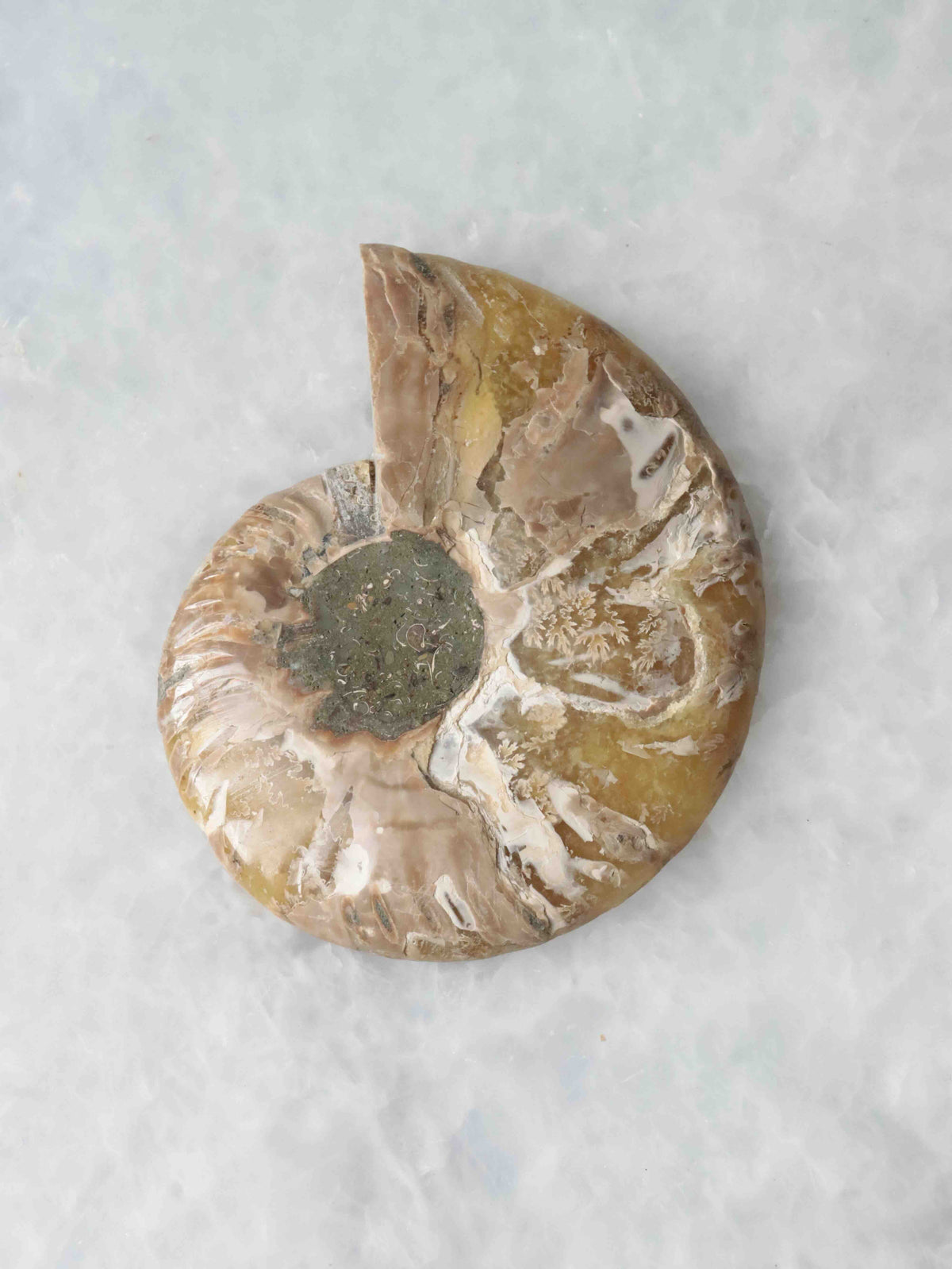 Ammonite 𖢻 Wealth & Harmony