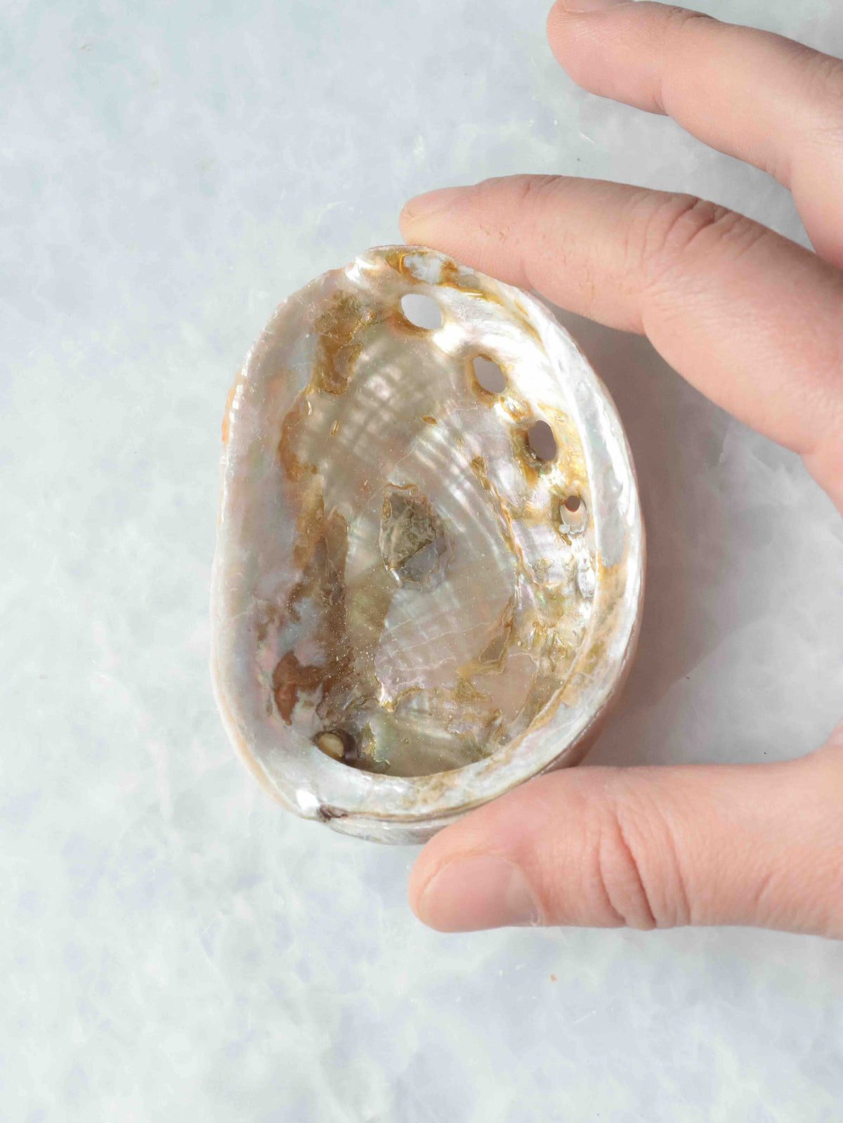 Mini coquillage d’ormeau tenu entre les doigts pour montrer sa taille et son intérieur nacré aux reflets irisés.