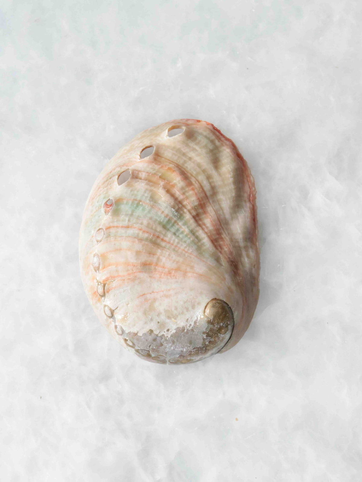 Vue extérieure du mini coquillage d’abalone, aux stries naturelles beige rosé et aux petits trous alignés sur le bord.