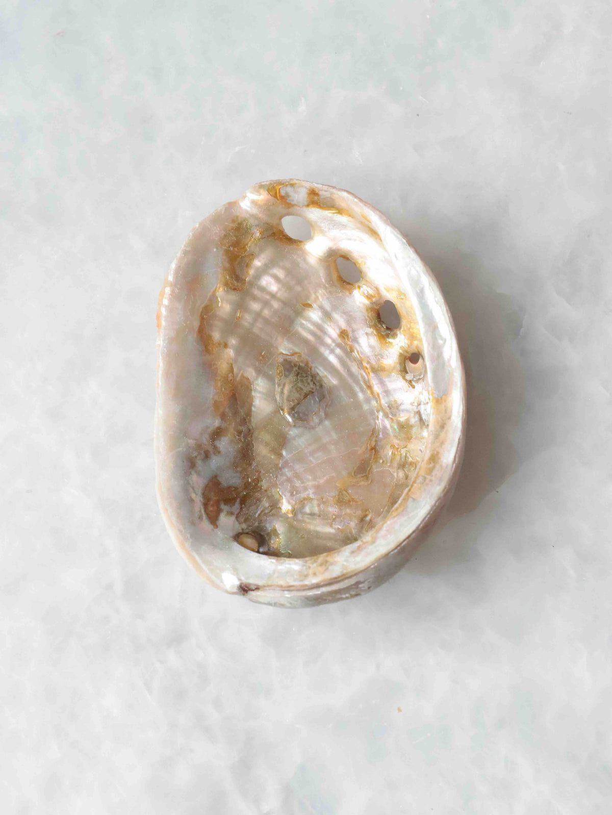 Mini coquillage d’abalone vu de l’intérieur, à la nacre irisée rose, verte et dorée, avec une rangée de petits trous sur le bord.