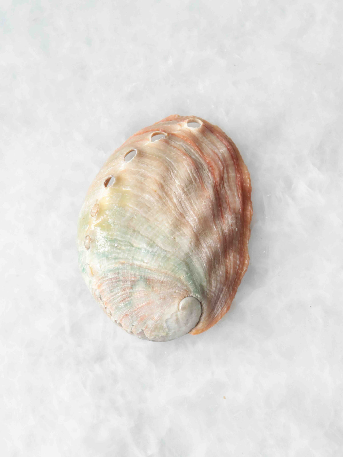 Vue extérieure du mini coquillage d’abalone, aux stries naturelles beige rosé et aux petits trous alignés sur le bord.