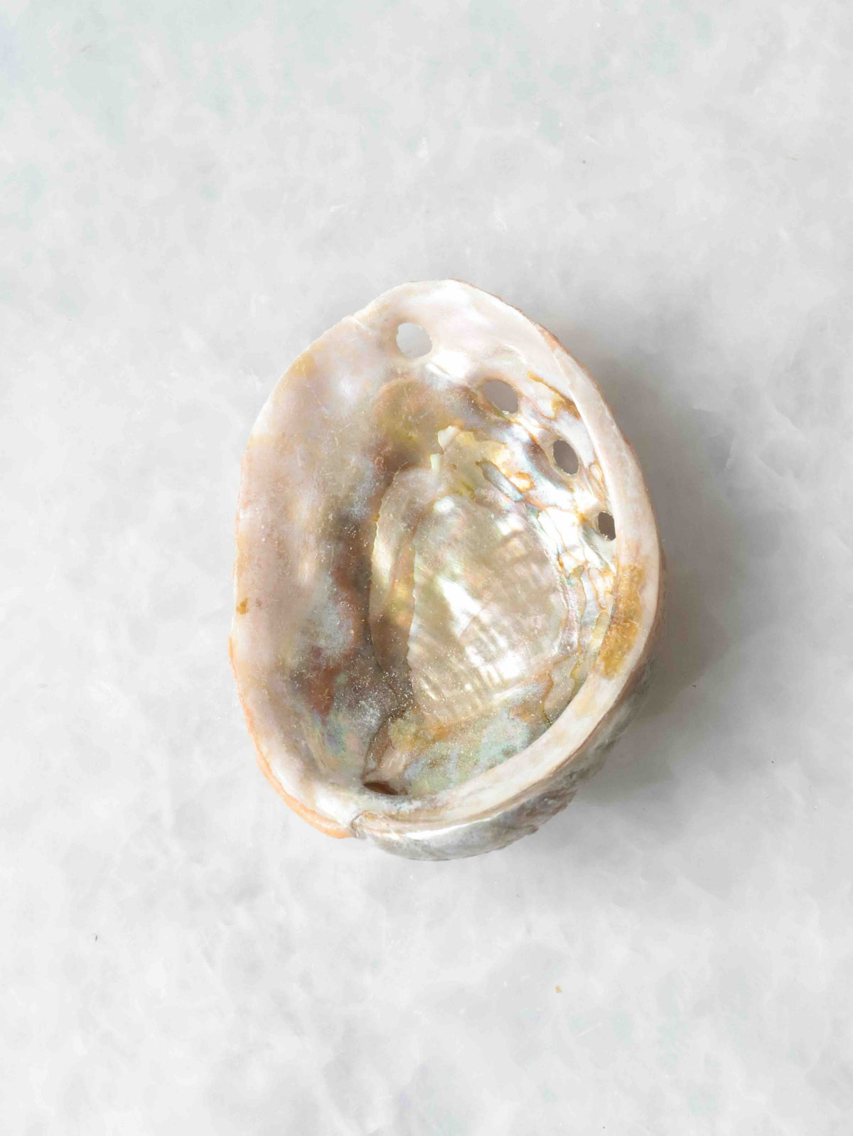 Mini coquillage d’abalone vu de l’intérieur, à la nacre irisée rose, verte et dorée, avec une rangée de petits trous sur le bord.