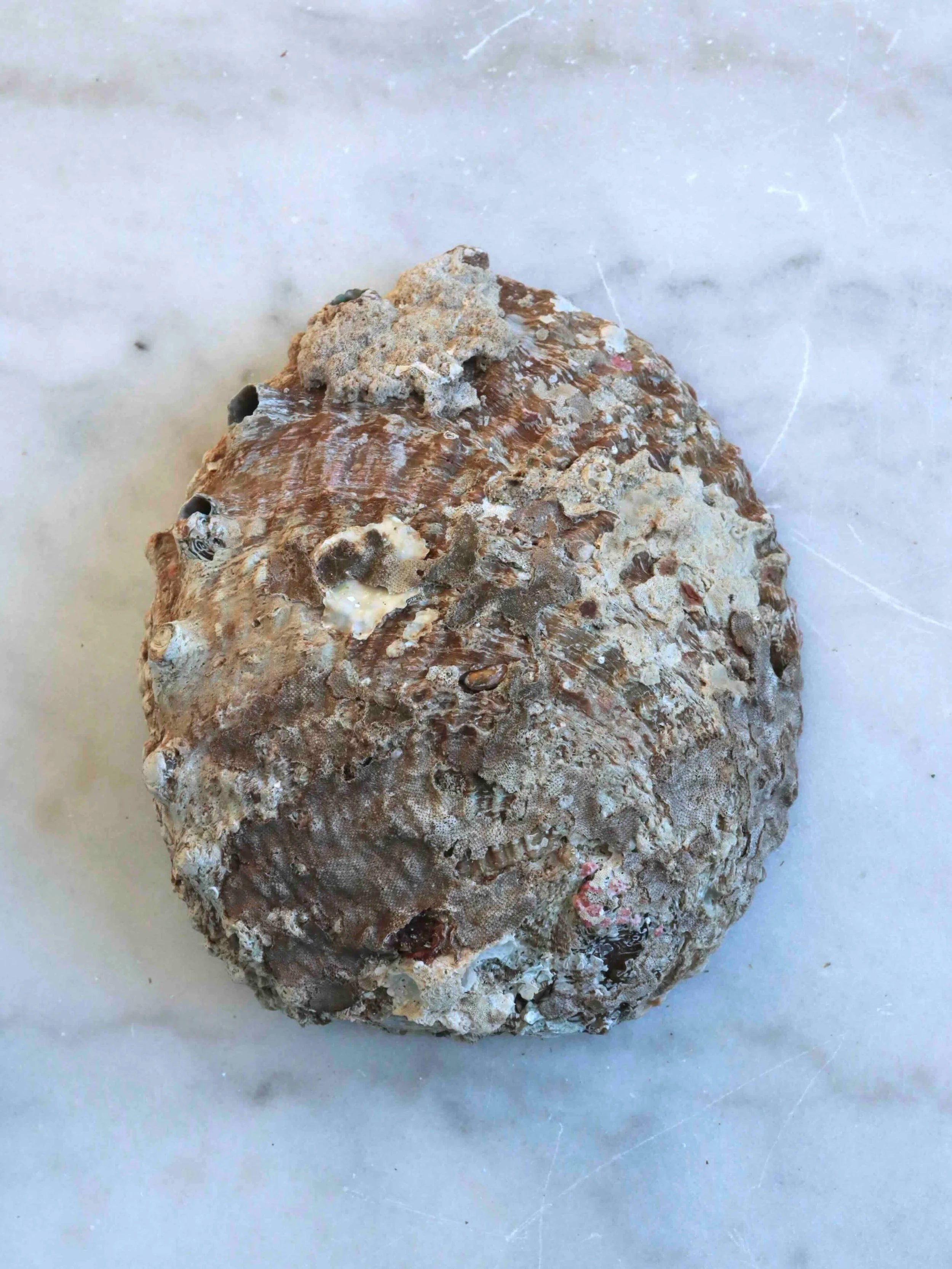 Abalone | Pierre pour la circulation des énergies | SOLYA | Bijoux, pierres, cristaux & minéraux en Belgique | Ethique et naturelles