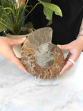 Grand fossile Ammonite - Pierre pour la richesse & l'Harmonie - SOLYA - Bijoux, Cristaux et mineraux en Belgique - Boutique de pierres naturelles et ethiques