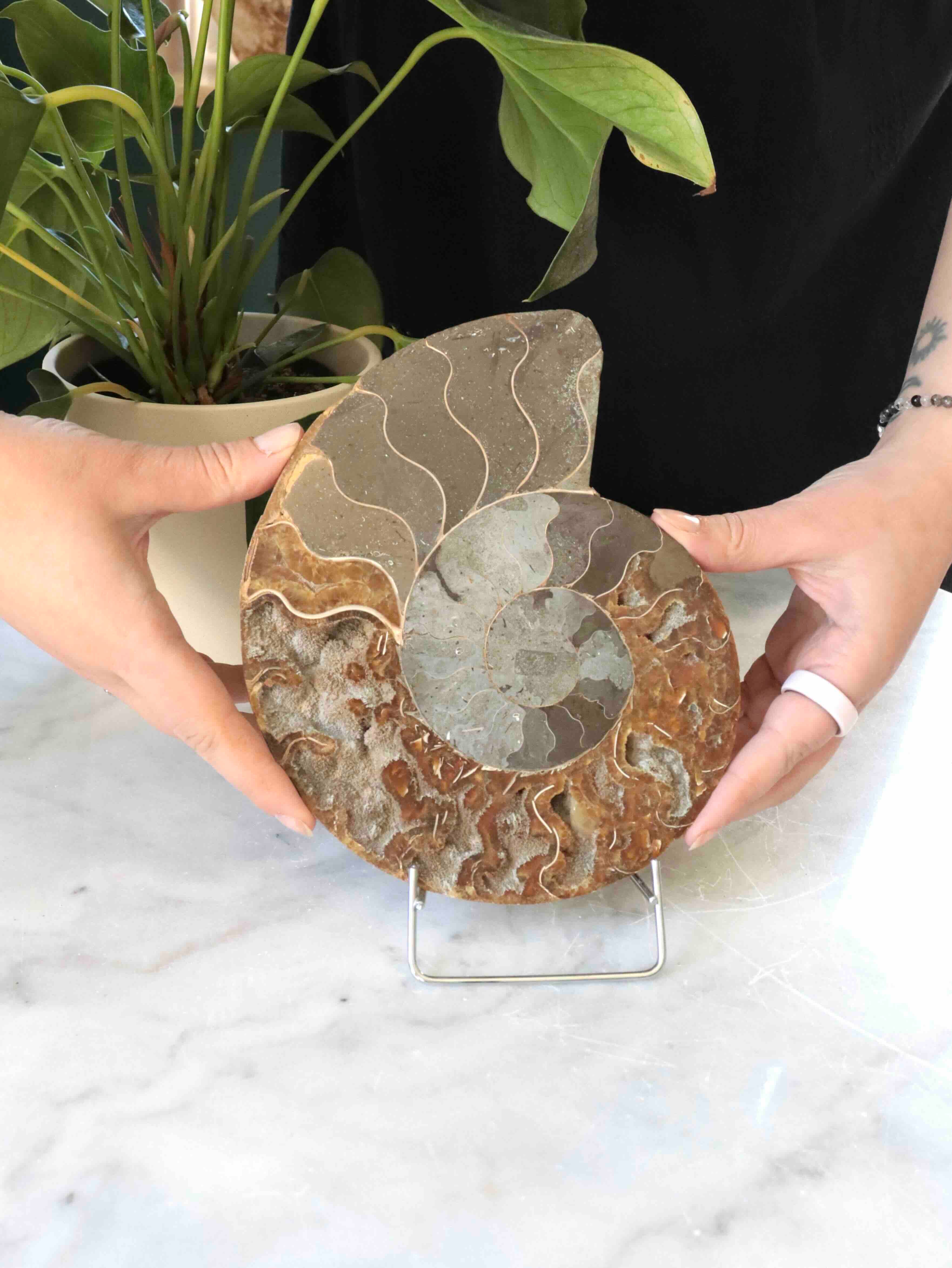 Grand fossile Ammonite - Pierre pour la richesse & l'Harmonie - SOLYA - Bijoux, Cristaux et mineraux en Belgique - Boutique de pierres naturelles et ethiques