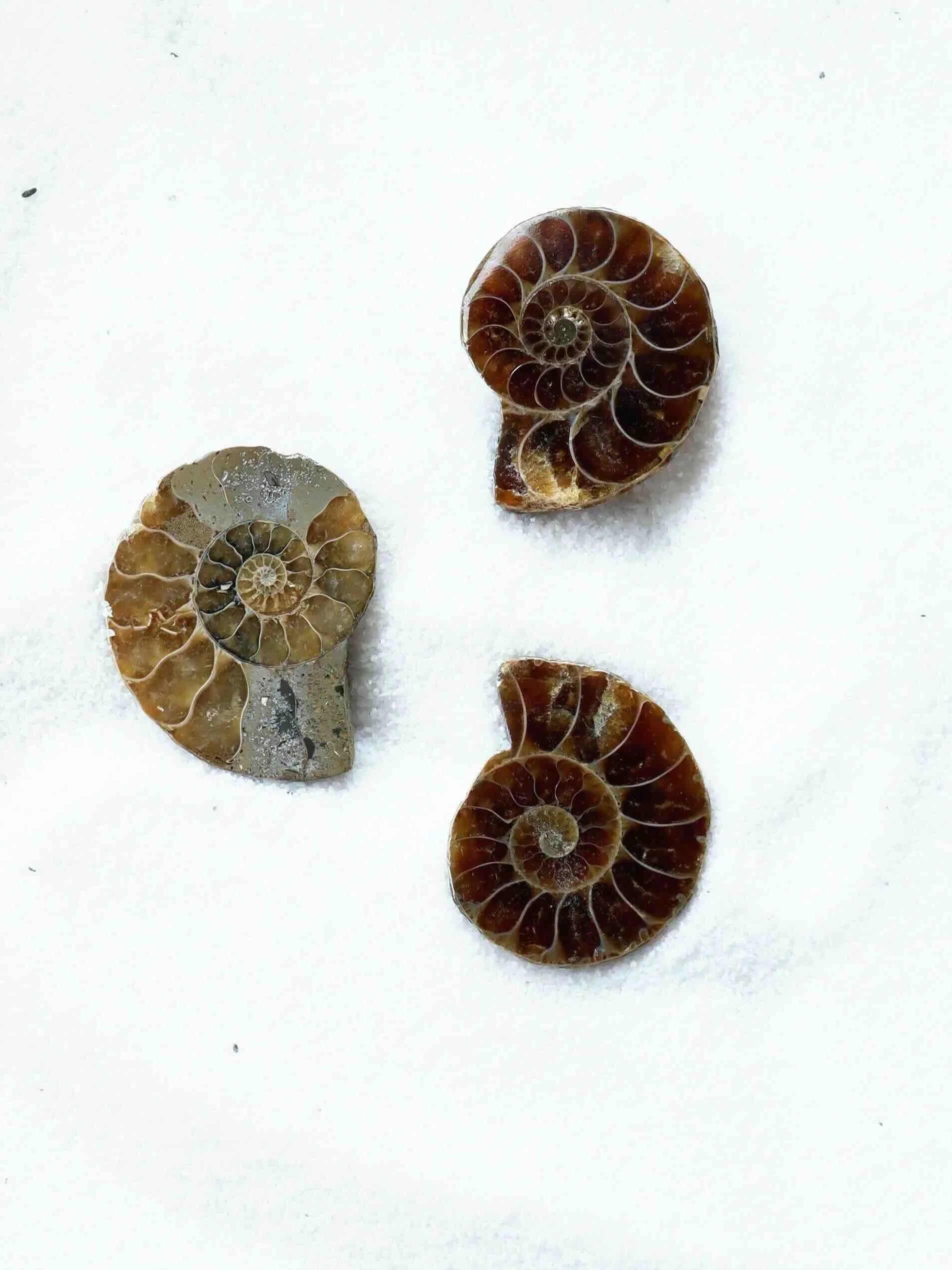 Ammonite | Pierre pour la richesse et l'harmonie | SOLYA | Pierres ethiques et naturelles en Belgique | Bijoux, cristaux et mineraux