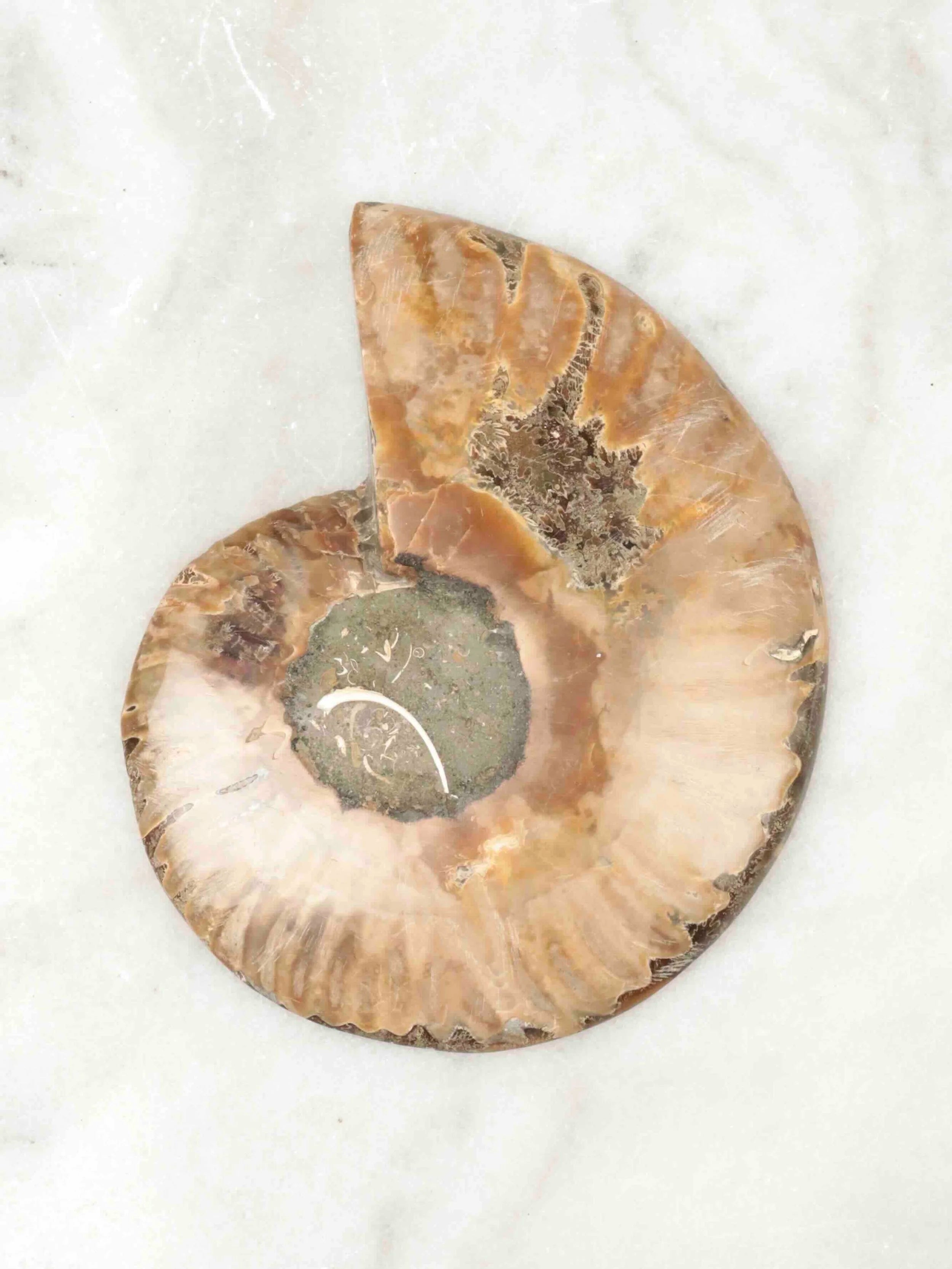 Ammonite grande | Pierre pour la richesse et l'harmonie | SOLYA | Pierres ethiques et naturelles en Belgique | Bijoux, cristaux et mineraux