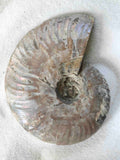 Ammonite nacrée sculptée de Madagascar – fossile 200 millions d'années – SOLYA Belgique