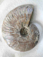 Ammonite nacrée sculptée de Madagascar – fossile 200 millions d'années – SOLYA Belgique