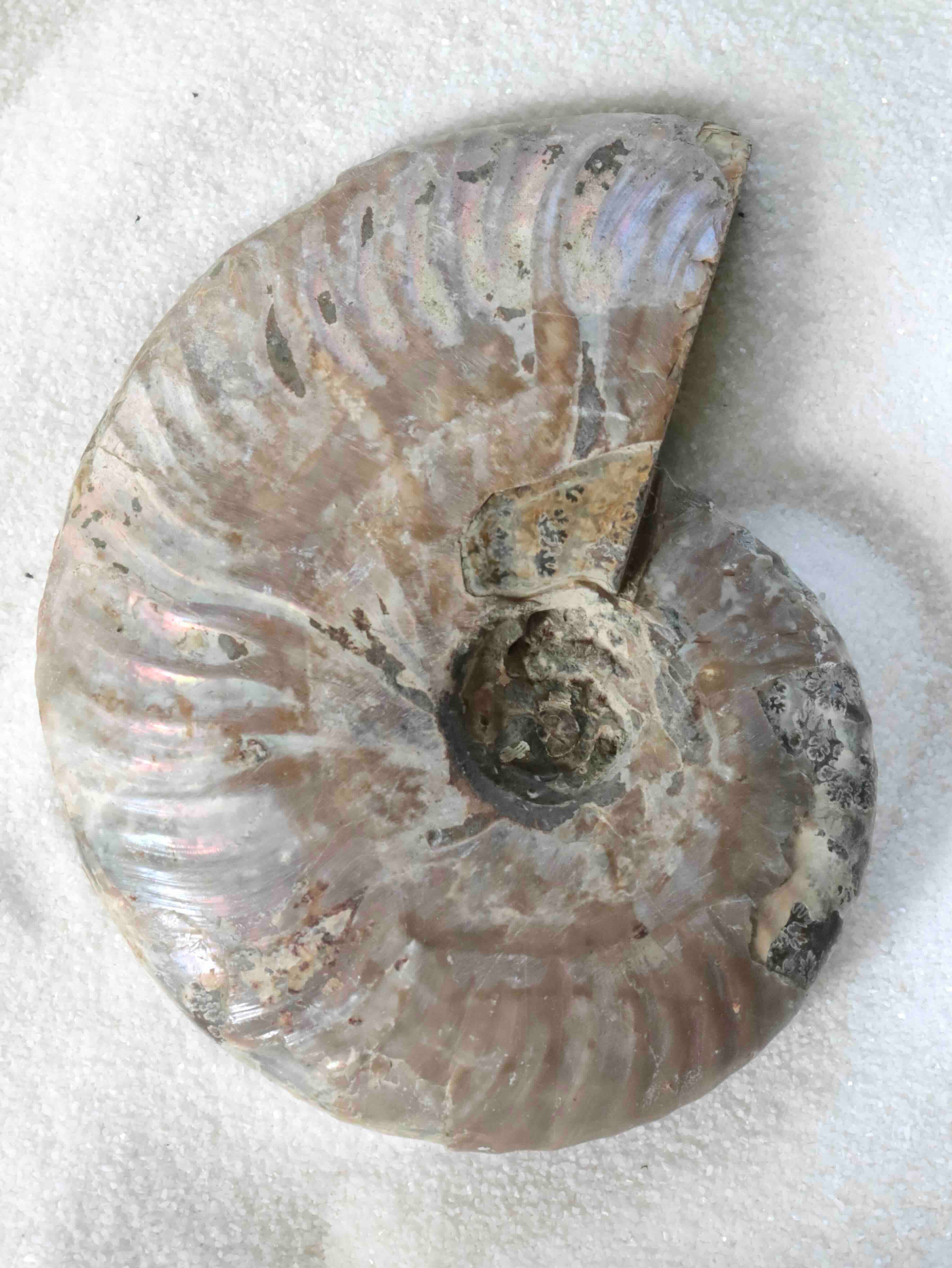 Ammonite nacrée sculptée de Madagascar – fossile 200 millions d'années – SOLYA Belgique