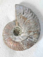 Détail de l'ammonite nacrée 9,5 cm – pierre de richesse et d'harmonie – boutique SOLYA