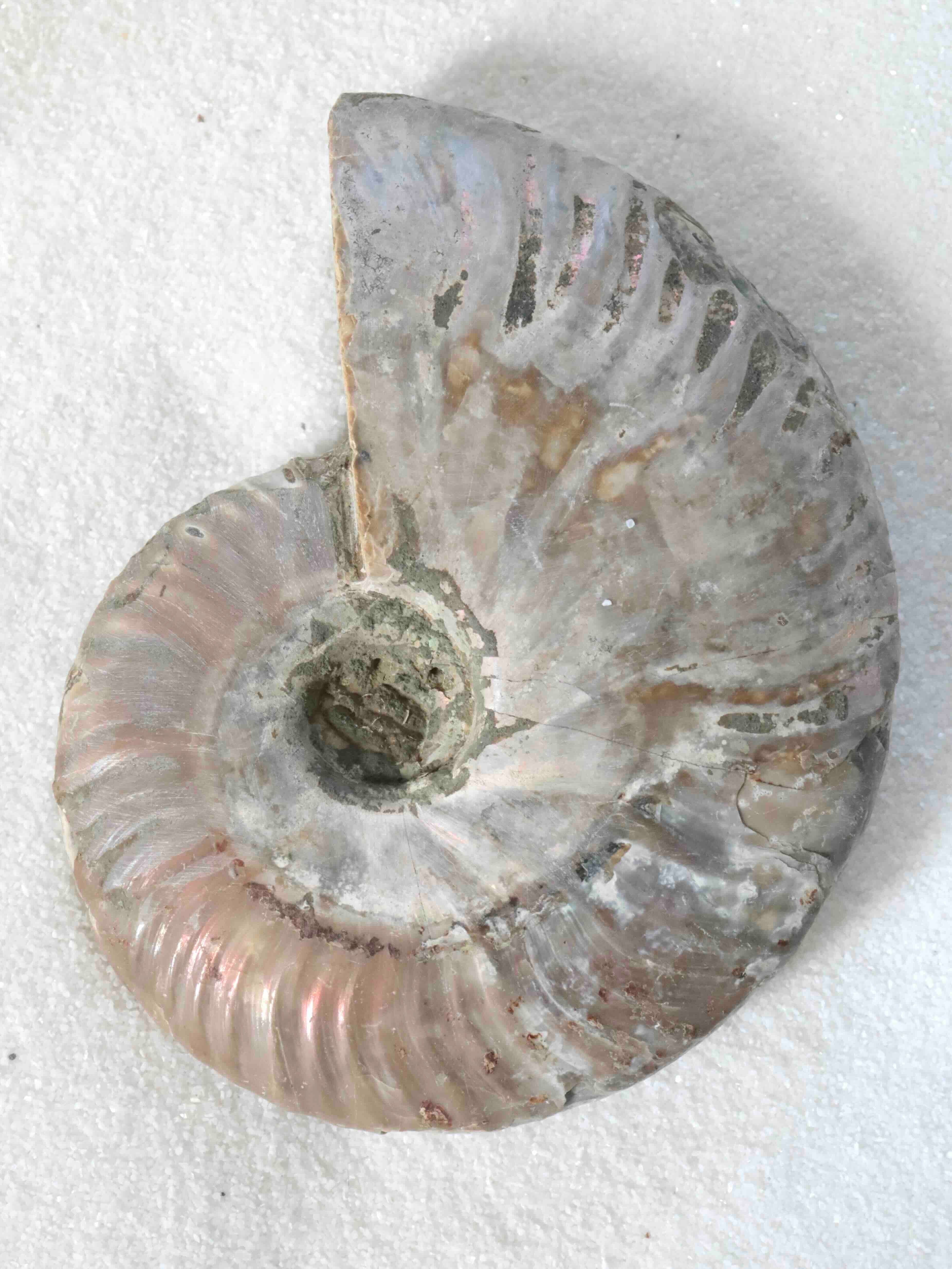 Détail de l'ammonite nacrée 9,5 cm – pierre de richesse et d'harmonie – boutique SOLYA