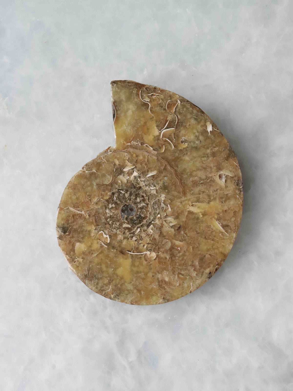 Ammonite 𖢻 Wealth & Harmony