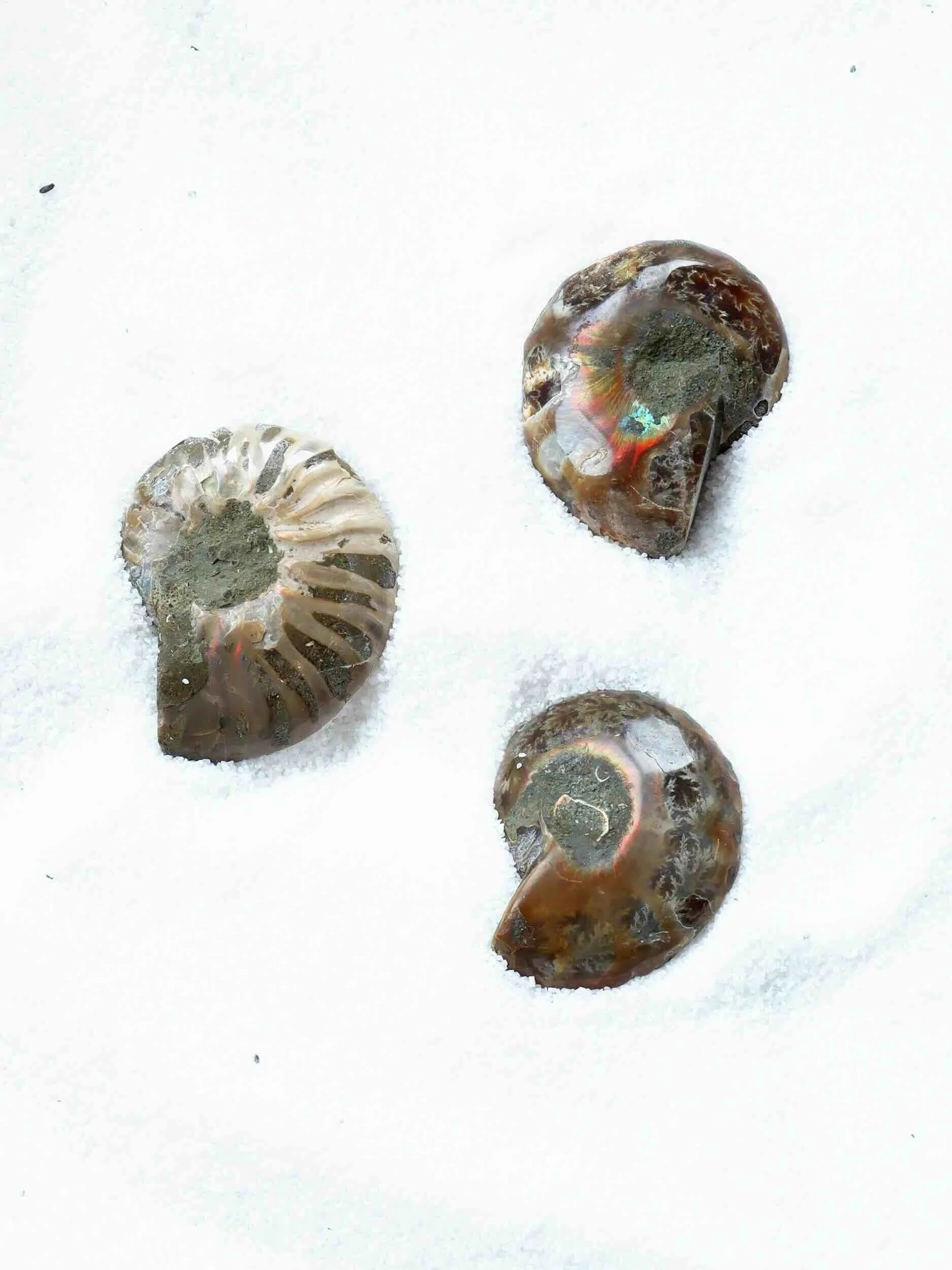 Ammonite | Pierre pour la richesse et l'harmonie | SOLYA | Pierres ethiques et naturelles en Belgique | Bijoux, cristaux et mineraux