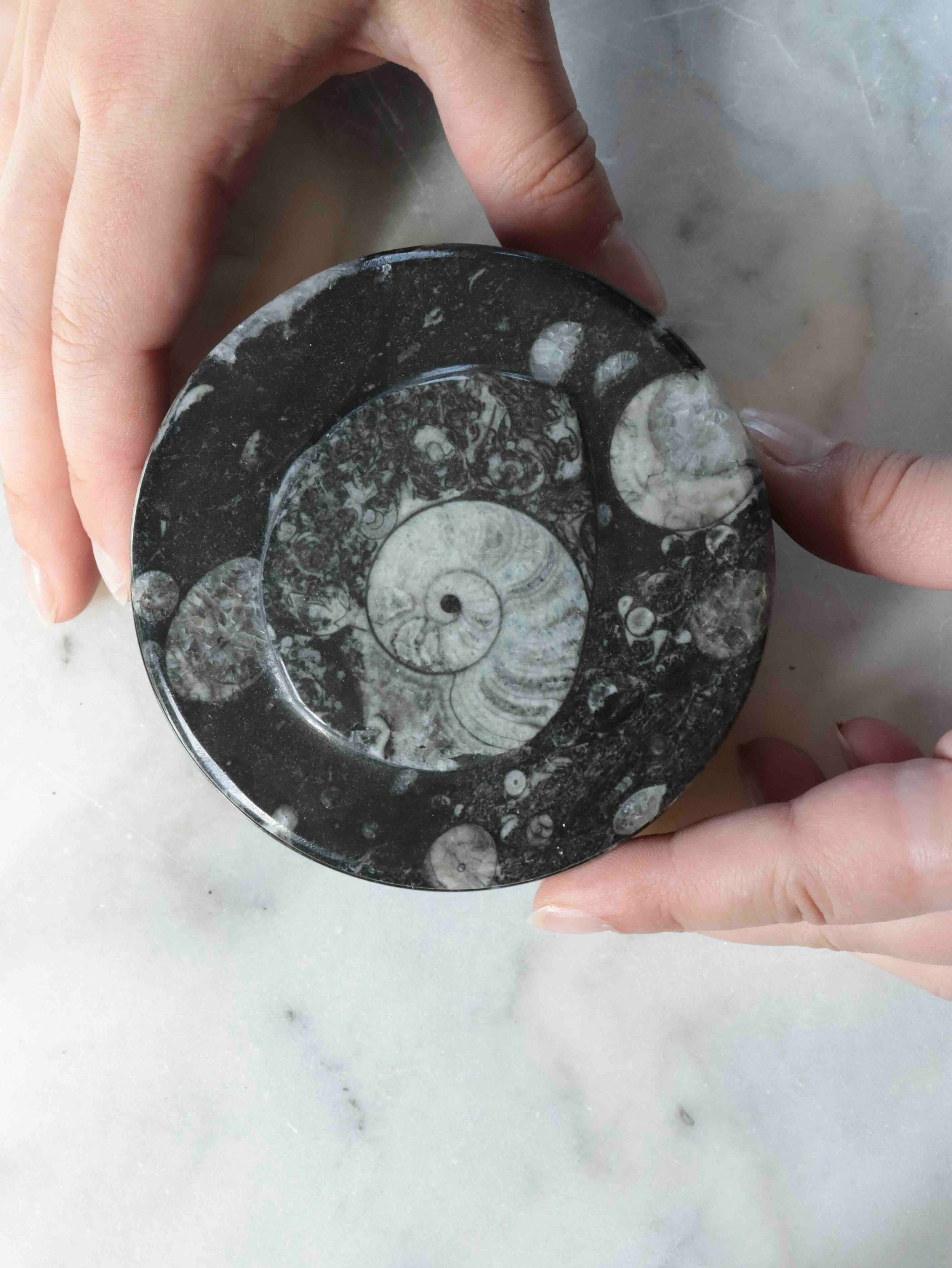 Boîte en Orthocéras naturel pour réconcilier son passé et son présent, fossile de 470 millions d'années provenant du Maroc – SOLYA, boutique de cristaux et minéraux en Belgique