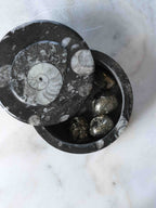 Boîte en Orthocéras ouverte, fossile de mollusque céphalopode sculpté à la main, pièce unique pour harmoniser votre intérieur – SOLYA, Belgique