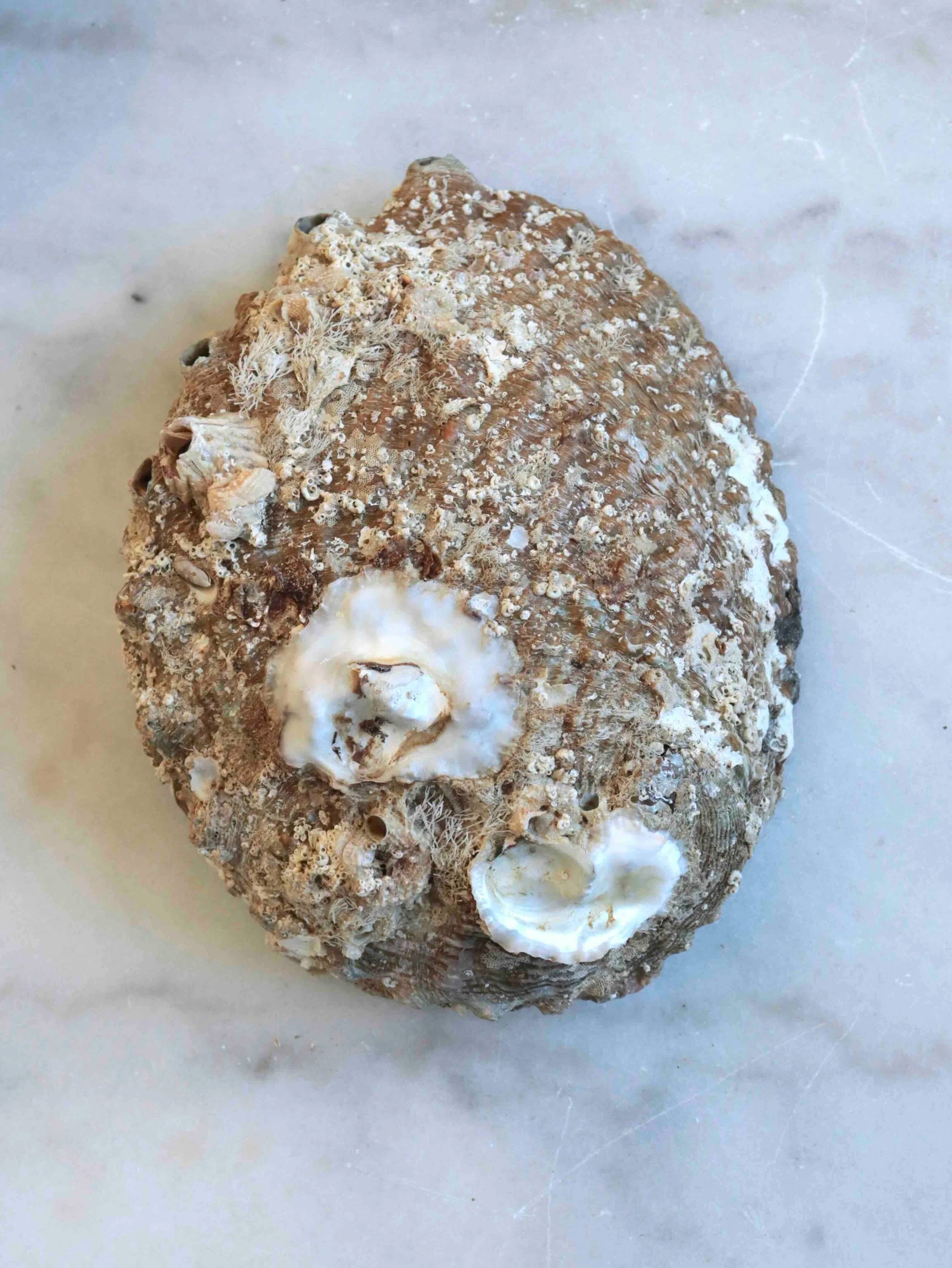 Coquille Abalone | Pierre pour la circulation des énergies | SOLYA | Bijoux, pierres, cristaux & minéraux en Belgique | Ethique et naturelles