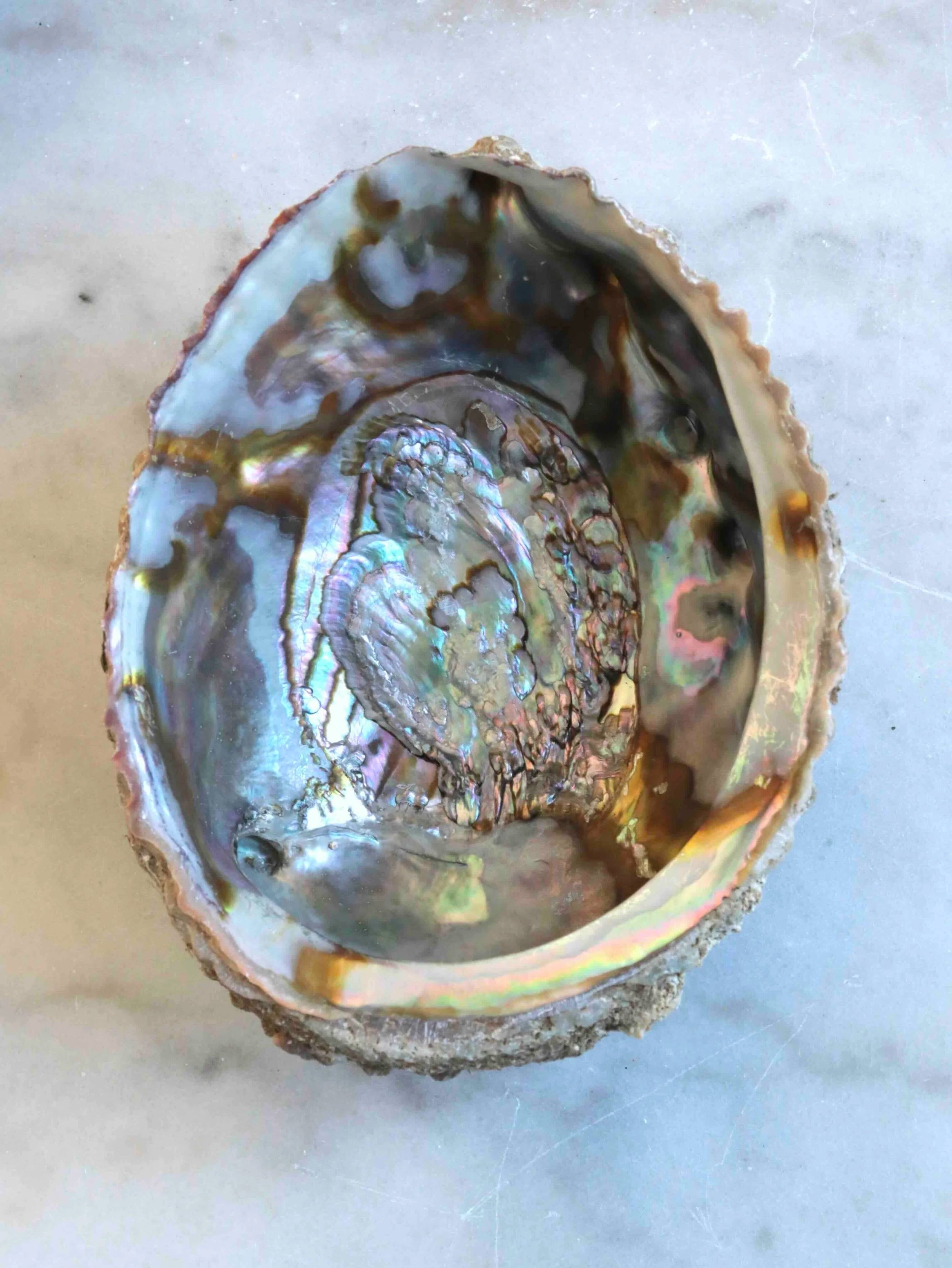 Coquille Abalone | Pierre pour la circulation des énergies | SOLYA | Bijoux, pierres, cristaux & minéraux en Belgique | Ethique et naturelles