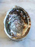 Coquille d'Ormeau | Pierre pour la circulation des énergies | SOLYA | Bijoux, pierres, cristaux & minéraux en Belgique | Ethique et naturelles