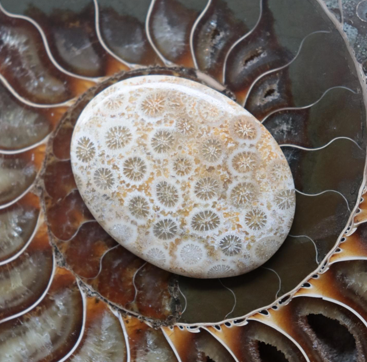 Corail fossile l SOLYA l Boutique de lithothérapie en Belgique l Eshop de pierres naturelles et éthiques l Bijoux, cristaux et minéraux