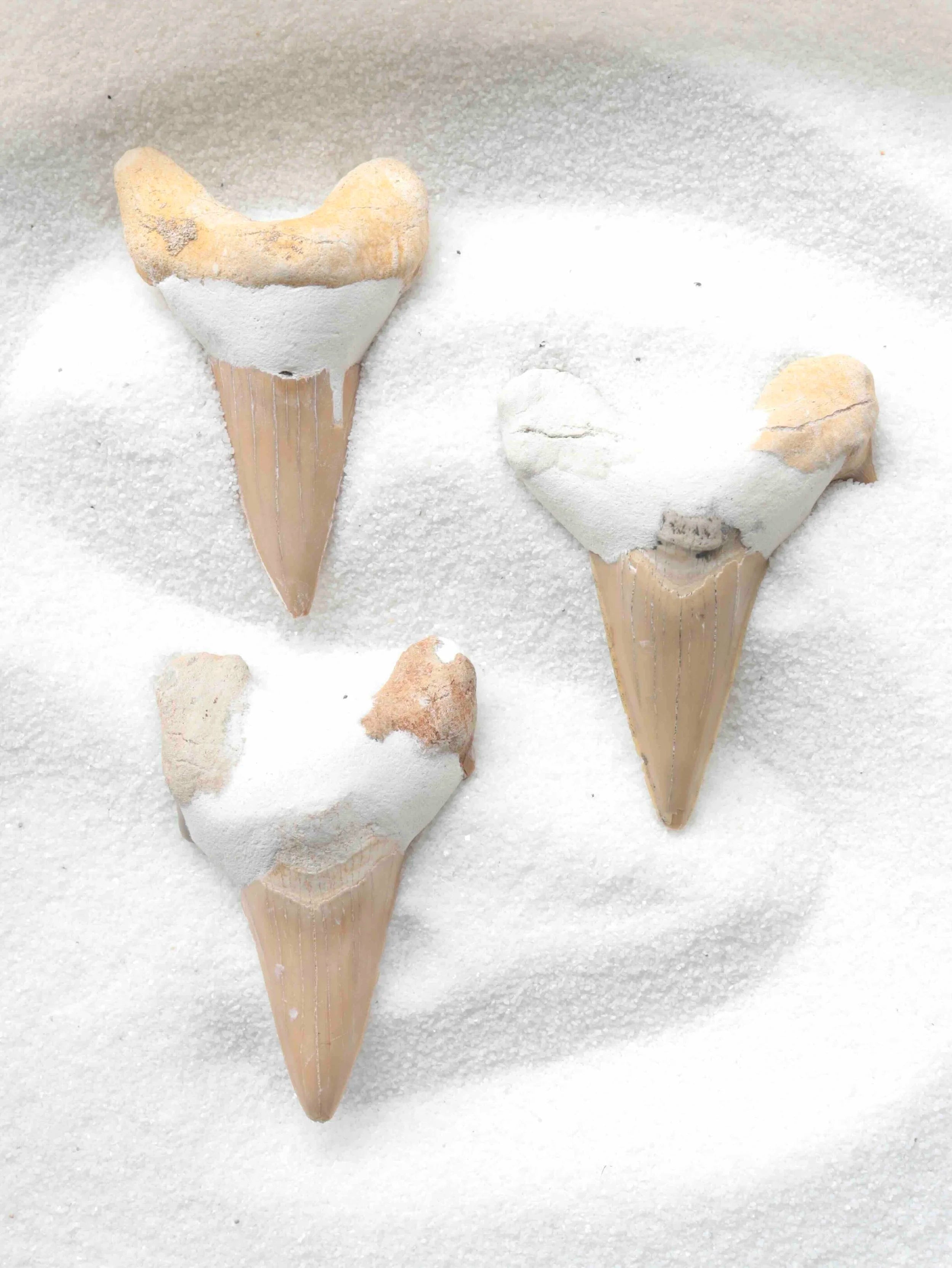 Dent de requin | Pierre pour croquer la vie a pleine dents | SOLYA | Bijoux, cristaux & minéraux en Belgique | Eshop de pierres ethiques & naturelles | Sélectionnees par une gemmologue