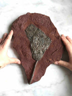 Fossile de Crinoide | Pierre pour surmonter ses peurs & s'ancrer | Magasin de pierres éthiques & naturelles en Belgique