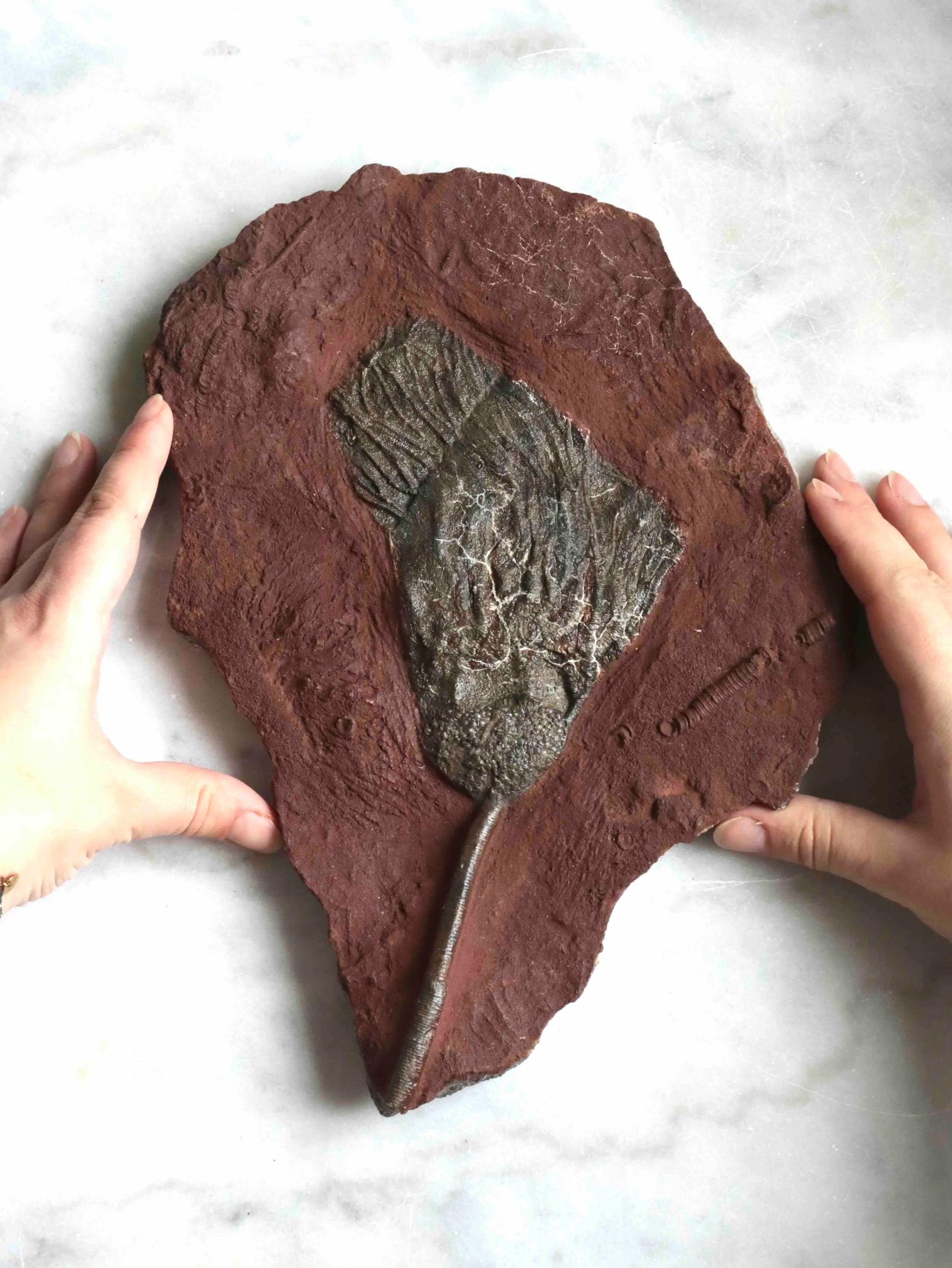 Fossile de Crinoide | Pierre pour surmonter ses peurs & s'ancrer | Magasin de pierres éthiques & naturelles en Belgique