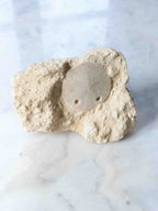 Fossile d'Oursin scutella, échinoderme fossile à la forme aplatie et aux motifs géométriques uniques, pièce décorative éthique – SOLYA, Belgique