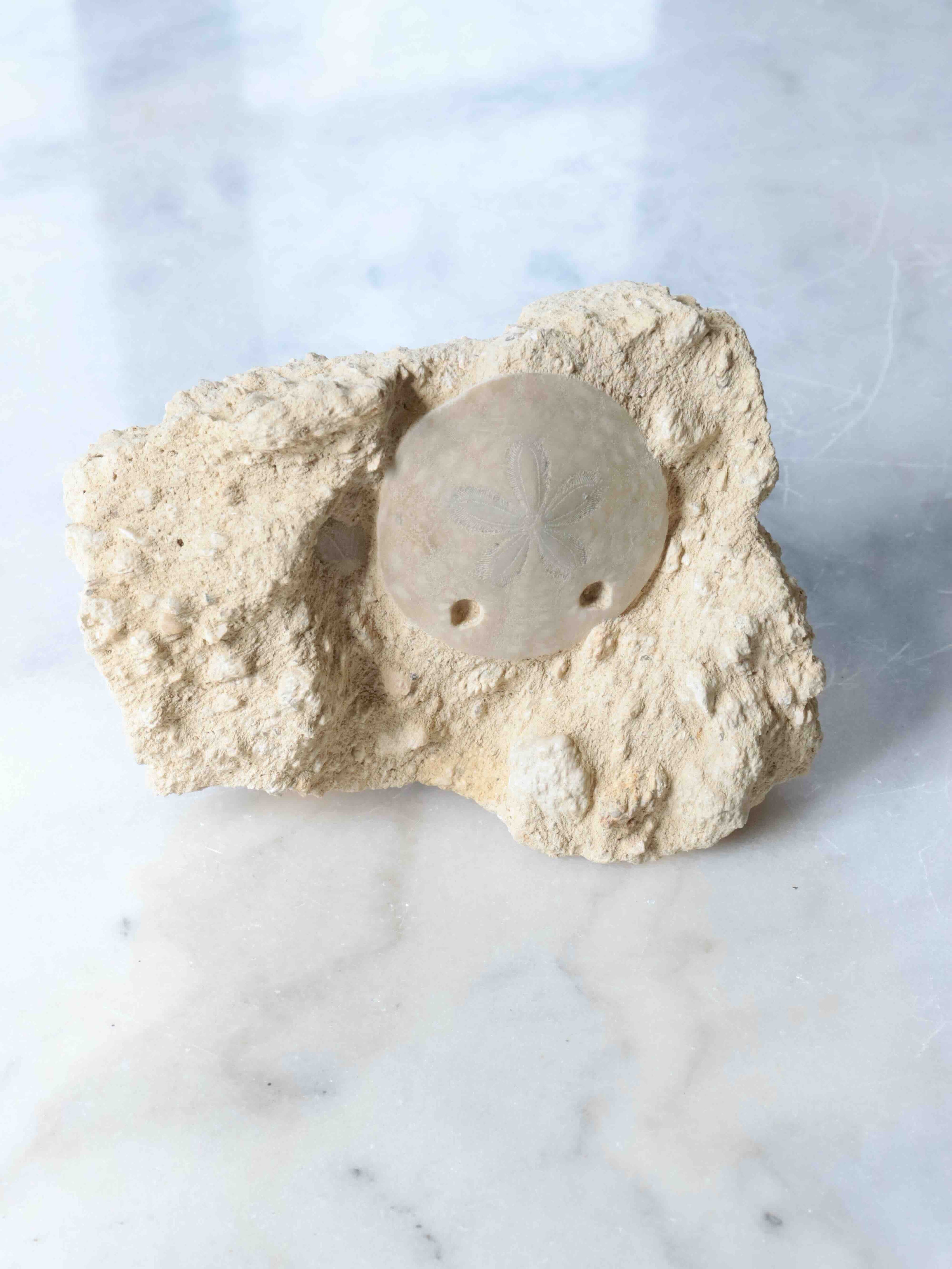 Fossile d'Oursin scutella, échinoderme fossile à la forme aplatie et aux motifs géométriques uniques, pièce décorative éthique – SOLYA, Belgique