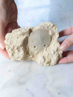 Fossile d'Oursin scutella sur gangue, pièce de collection naturelle de France pour l'art de poser ses limites, 10,2 cm – SOLYA, boutique de cristaux et minéraux en Belgique