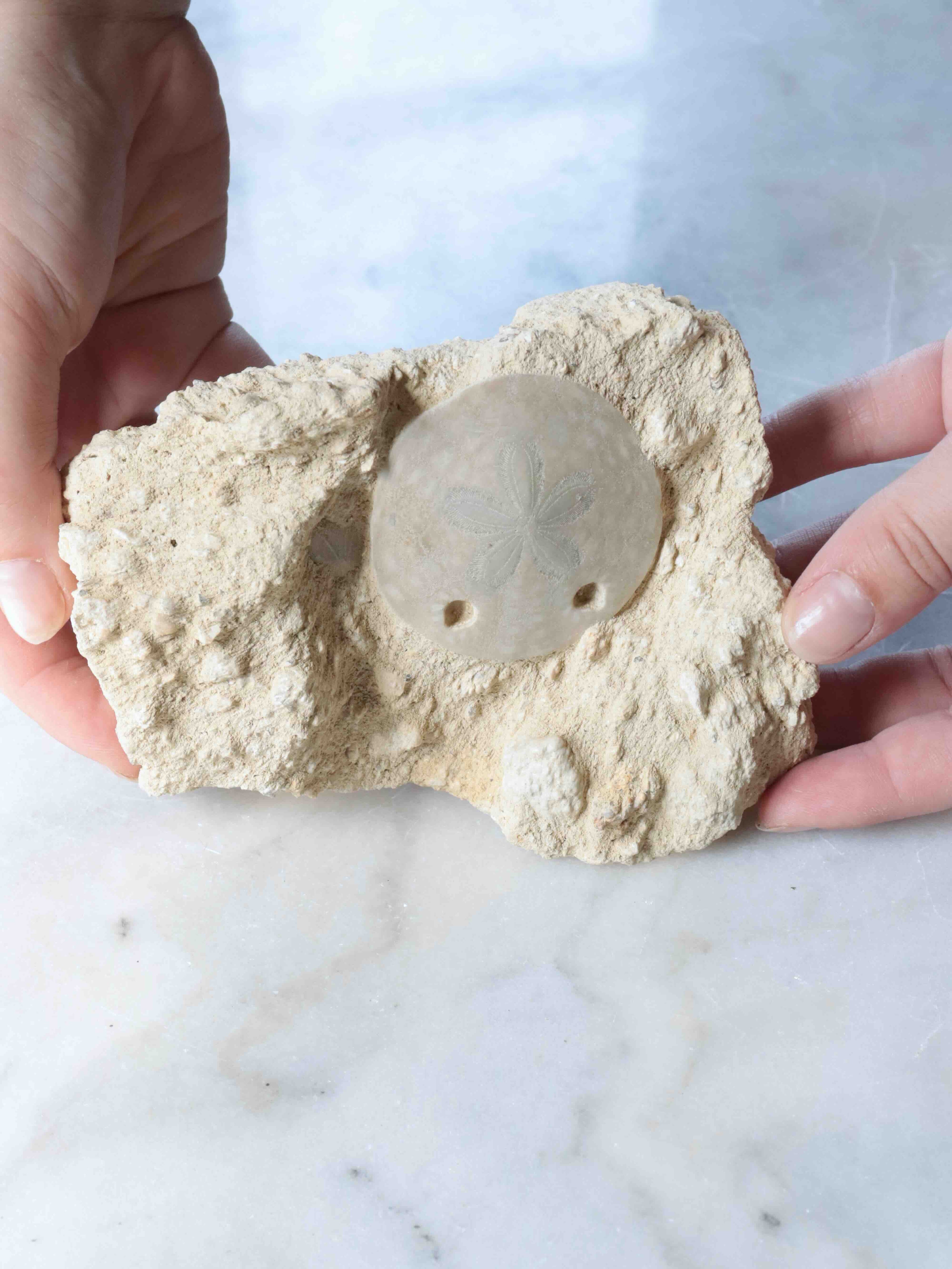 Fossile d'Oursin scutella sur gangue, pièce de collection naturelle de France pour l'art de poser ses limites, 10,2 cm – SOLYA, boutique de cristaux et minéraux en Belgique