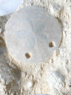 Détail du fossile d'Oursin scutella, motifs rayonnants hypnotisants figés dans la roche depuis des millions d'années – SOLYA, pierres naturelles et éthiques en Belgique