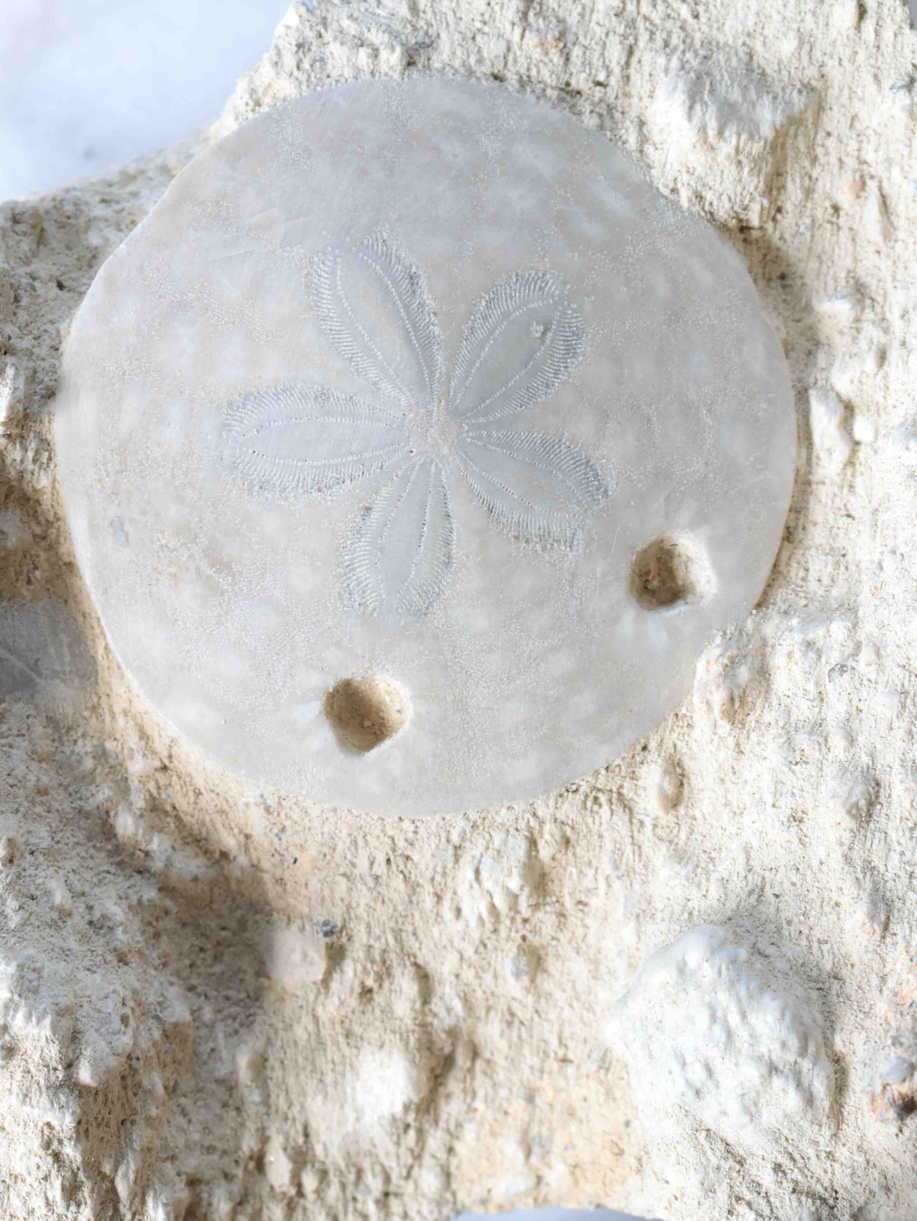 Détail du fossile d'Oursin scutella, motifs rayonnants hypnotisants figés dans la roche depuis des millions d'années – SOLYA, pierres naturelles et éthiques en Belgique