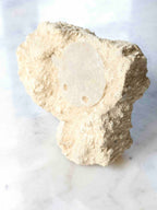 Fossile d'Oursin scutella dans sa roche mère, gangue naturelle préservant l'empreinte d'une vie marine ancienne – SOLYA, boutique de fossiles naturels en Belgique