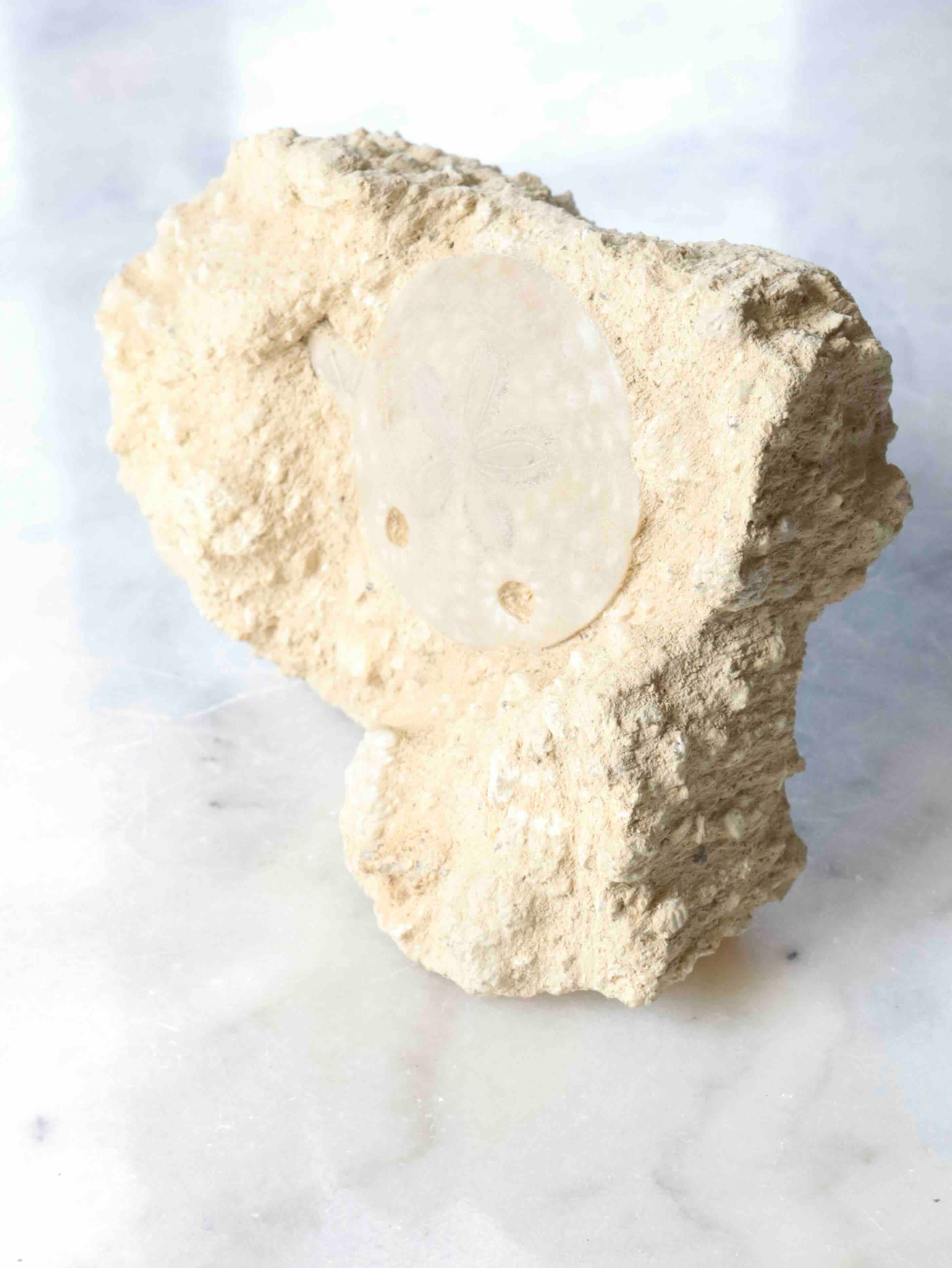 Fossile d'Oursin scutella dans sa roche mère, gangue naturelle préservant l'empreinte d'une vie marine ancienne – SOLYA, boutique de fossiles naturels en Belgique