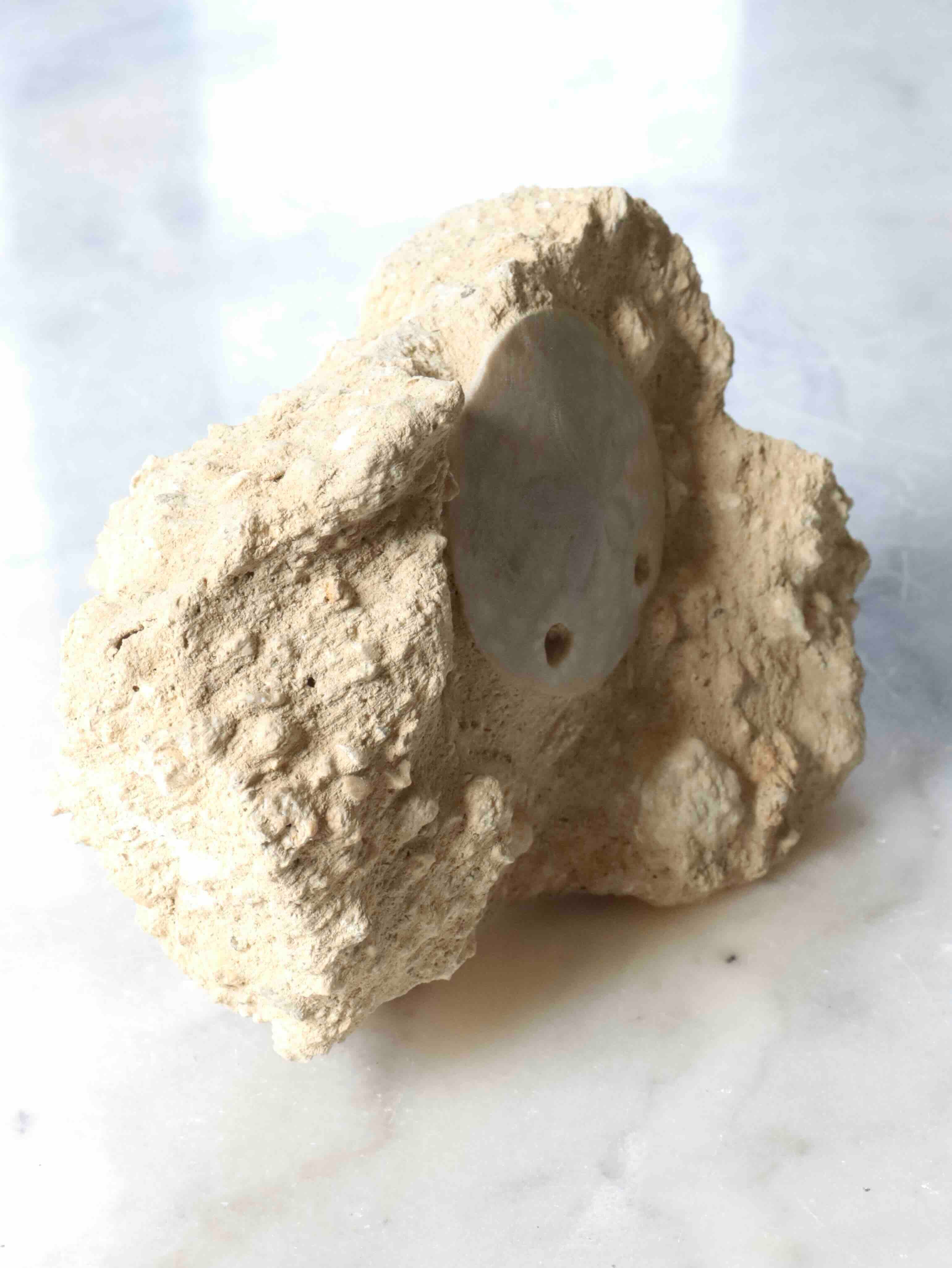 Fossile d'Oursin scutella enchâssé dans sa roche mère, pièce de collection rare pour préserver son espace et son énergie – SOLYA, Belgique