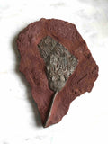 Fossile de Crinoide | Pierre pour surmonter ses peurs & s'ancrer | Magasin de pierres éthiques & naturelles en Belgique