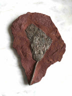 Fossile de Crinoide | Pierre pour surmonter ses peurs & s'ancrer | Magasin de pierres éthiques & naturelles en Belgique