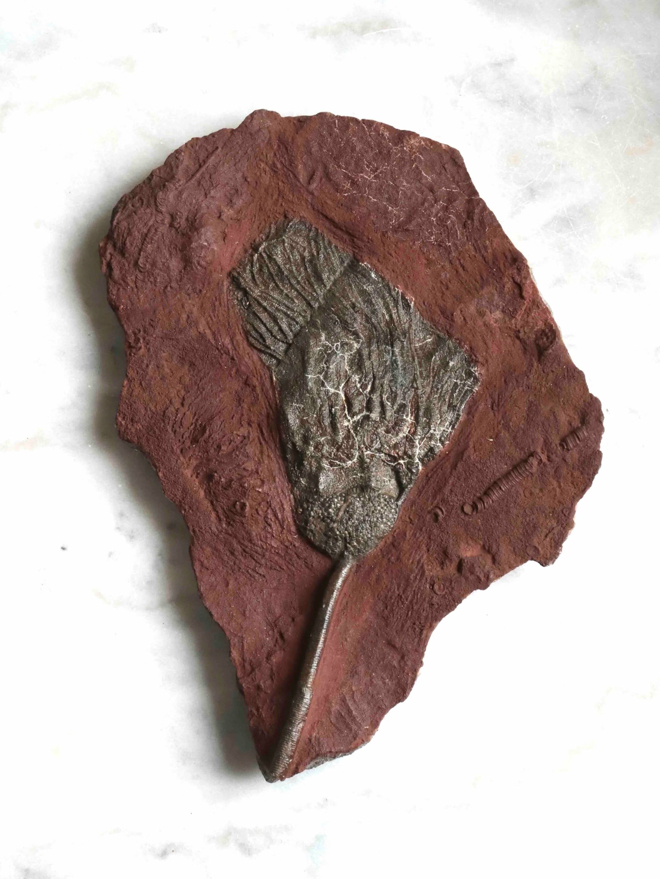 Fossile de Crinoide | Pierre pour surmonter ses peurs & s'ancrer | Magasin de pierres éthiques & naturelles en Belgique