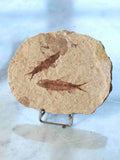 Fossile de poisson sur plaque de grès – Green River Wyoming États-Unis – SOLYA Belgique