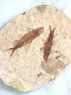 Détail du fossile de poisson Éocène 50 millions d'années – pierre naturelle éthique SOLYA