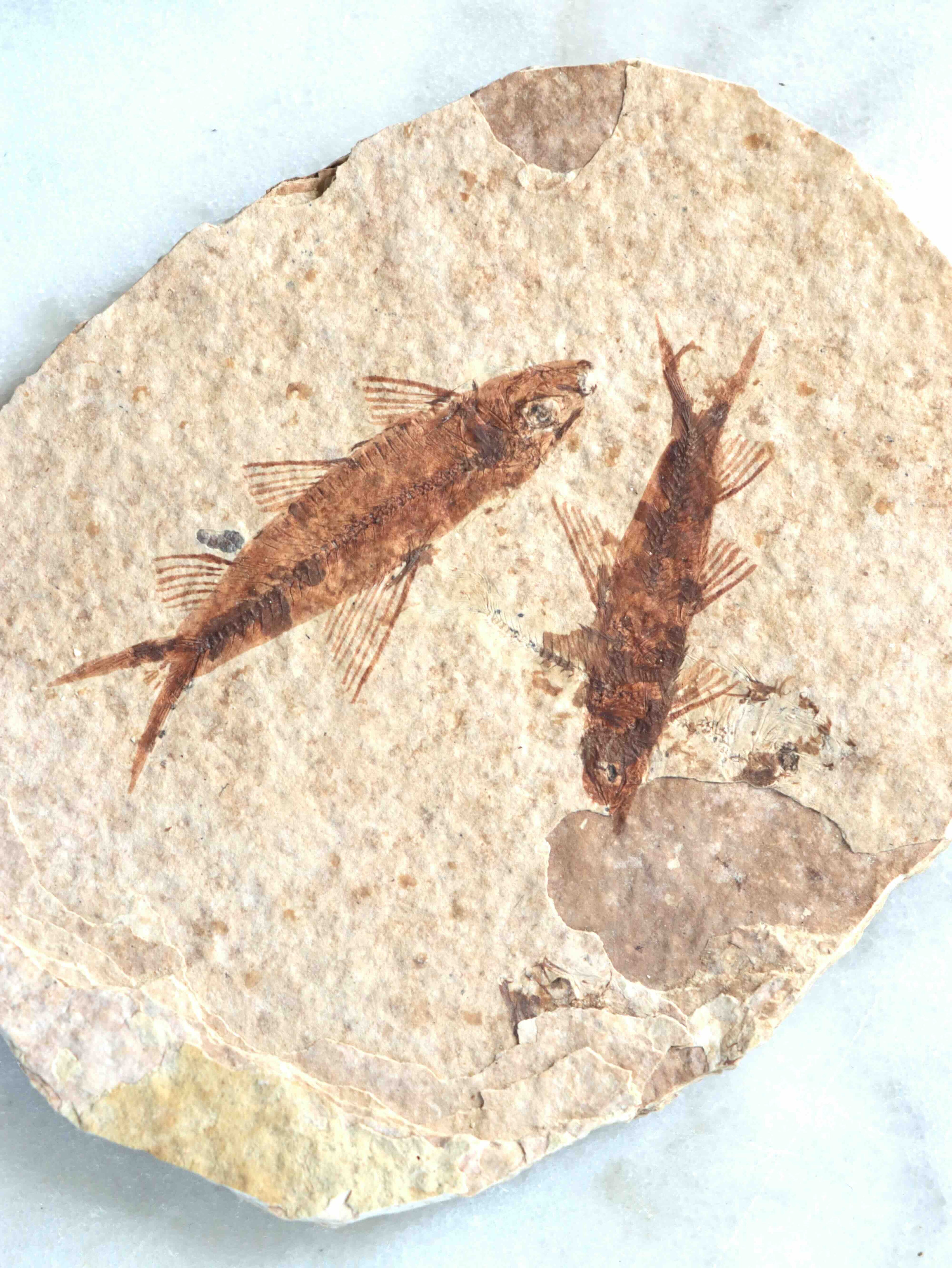Détail du fossile de poisson Éocène 50 millions d'années – pierre naturelle éthique SOLYA