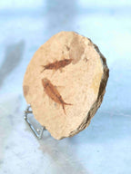 Fossile de poisson 10,2 cm sur grès – Green River Formation – boutique cristaux SOLYA