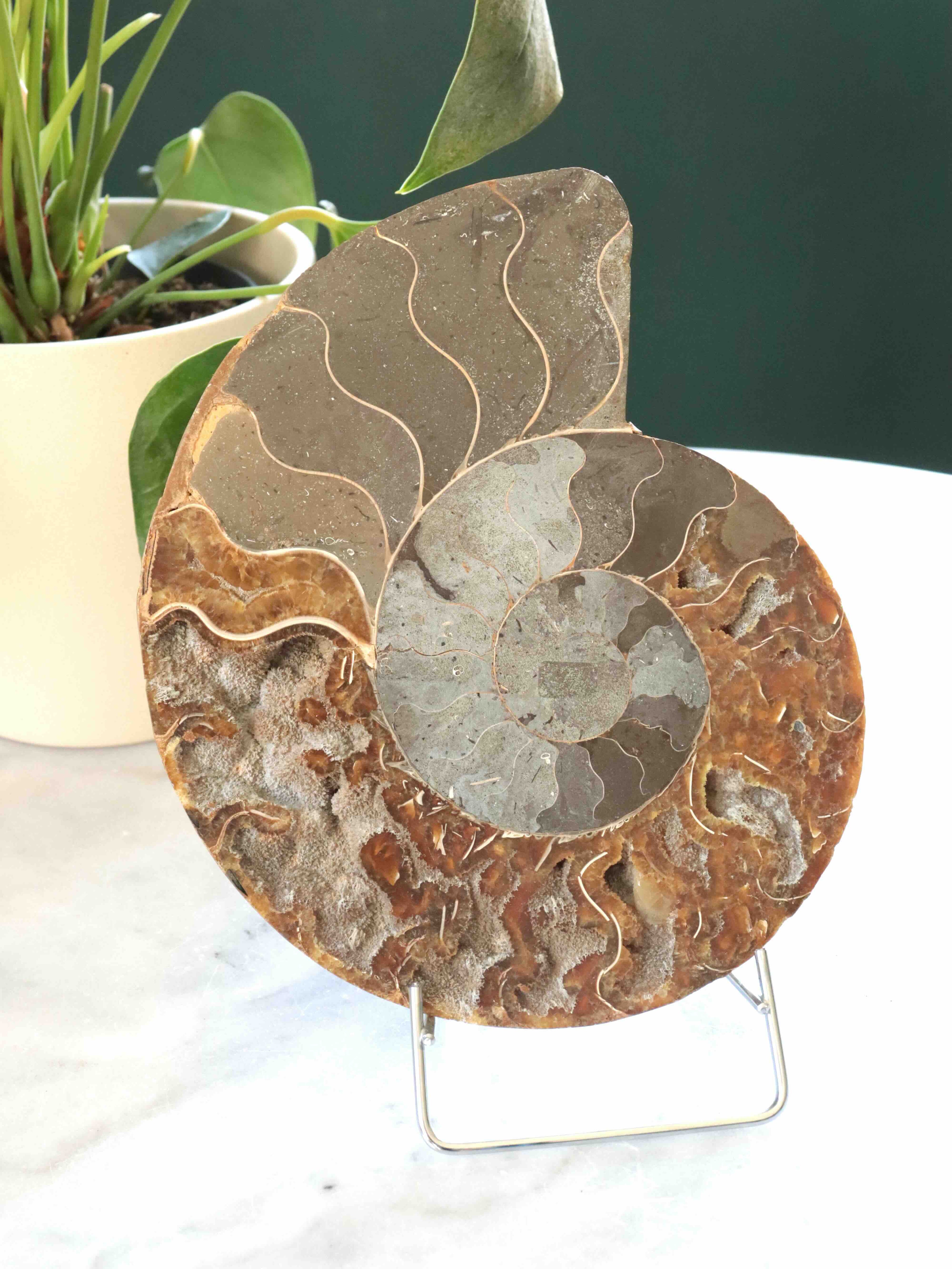 Grand fossile Ammonite - Pierre pour la richesse & l'Harmonie - SOLYA - Bijoux, Cristaux et mineraux en Belgique - Boutique de pierres naturelles et ethiques