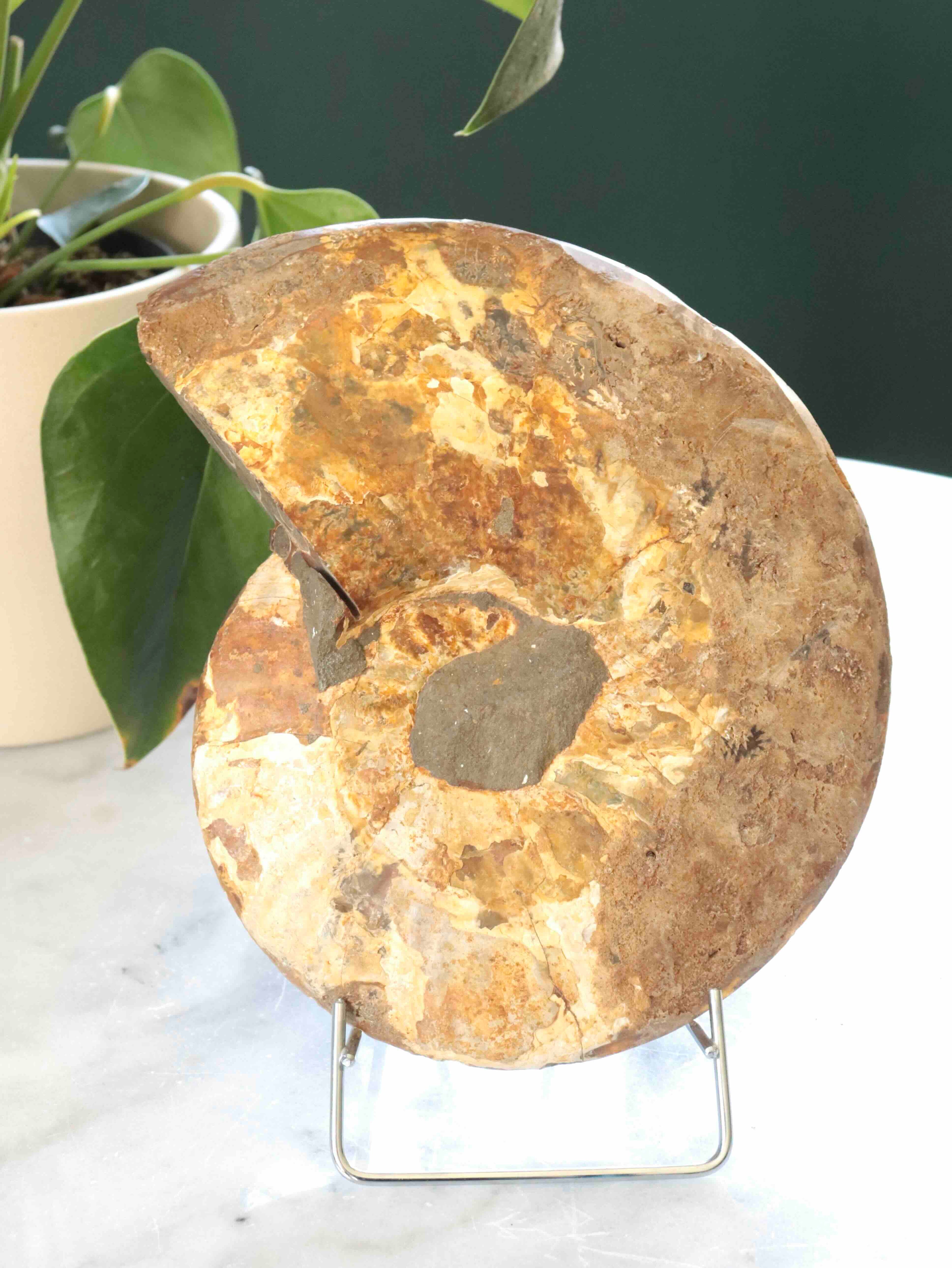 Grand fossile Ammonite - Pierre pour la richesse & l'Harmonie - SOLYA - Bijoux, Cristaux et mineraux en Belgique - Boutique de pierres naturelles et ethiques