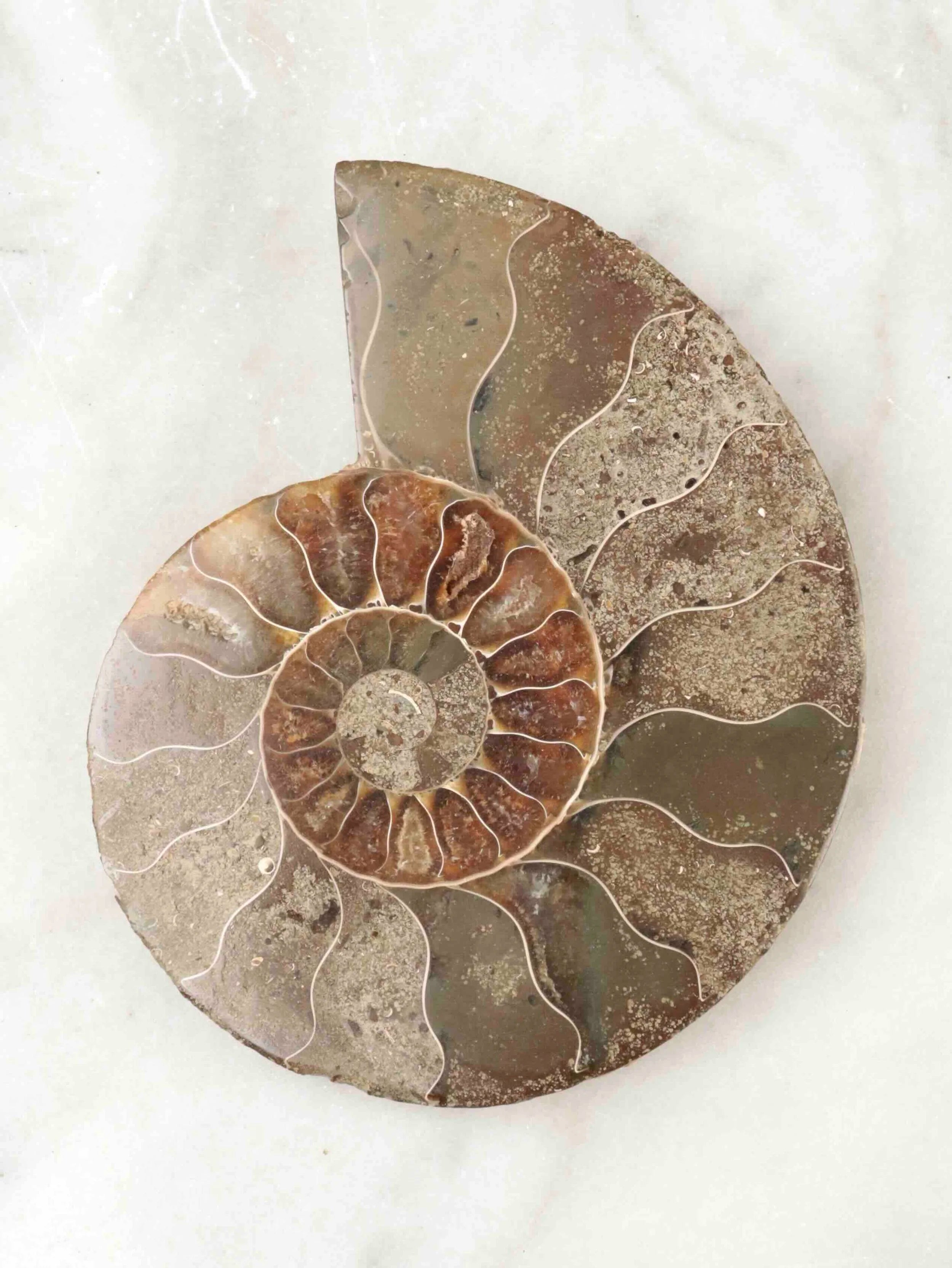 Grande Ammonite | Pierre pour la richesse et l'harmonie | SOLYA | Pierres ethiques et naturelles en Belgique | Bijoux, cristaux et mineraux