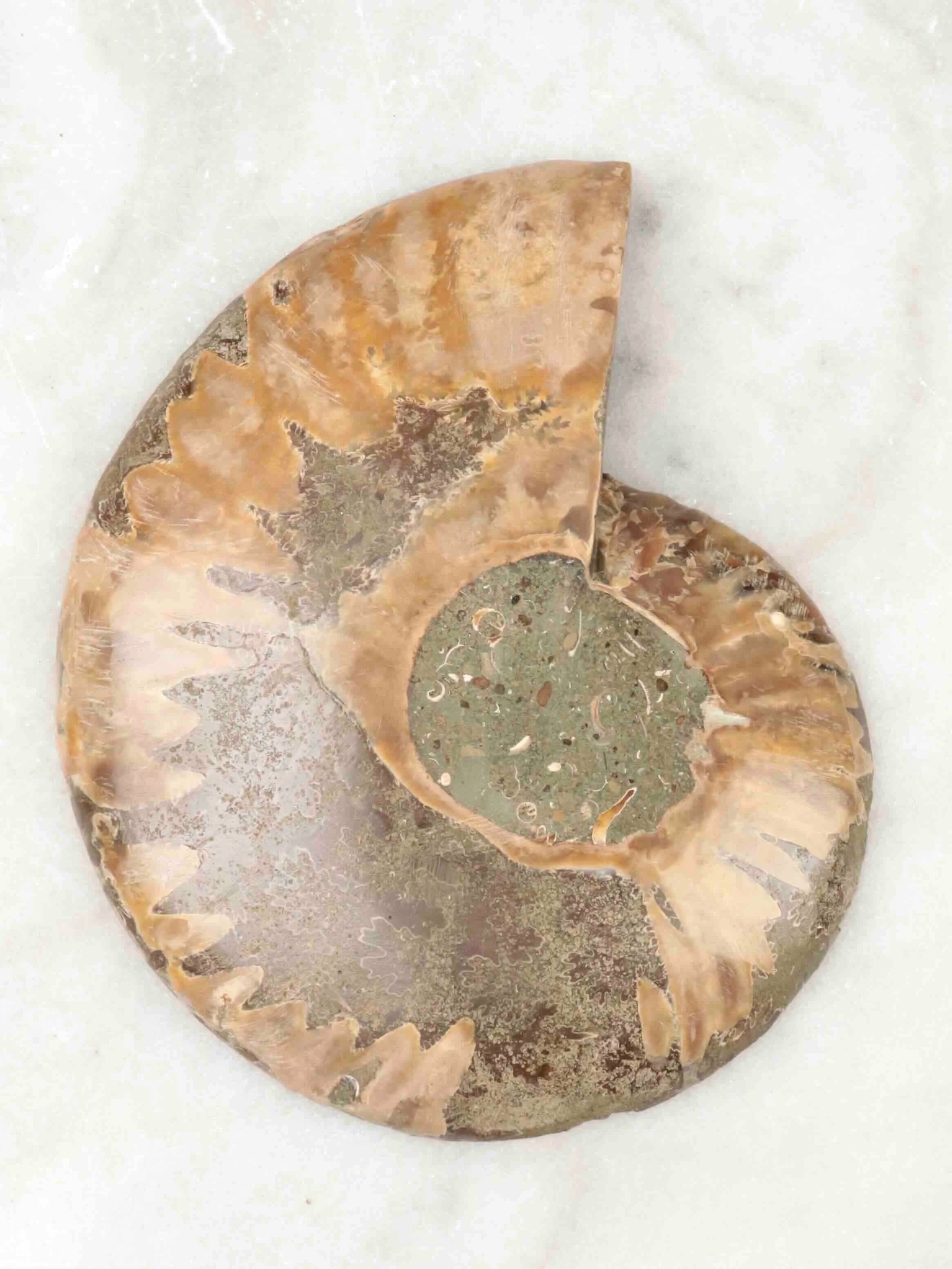 Grande Ammonite | Pierre pour la richesse et l'harmonie | SOLYA | Pierres ethiques et naturelles en Belgique | Bijoux, cristaux et mineraux