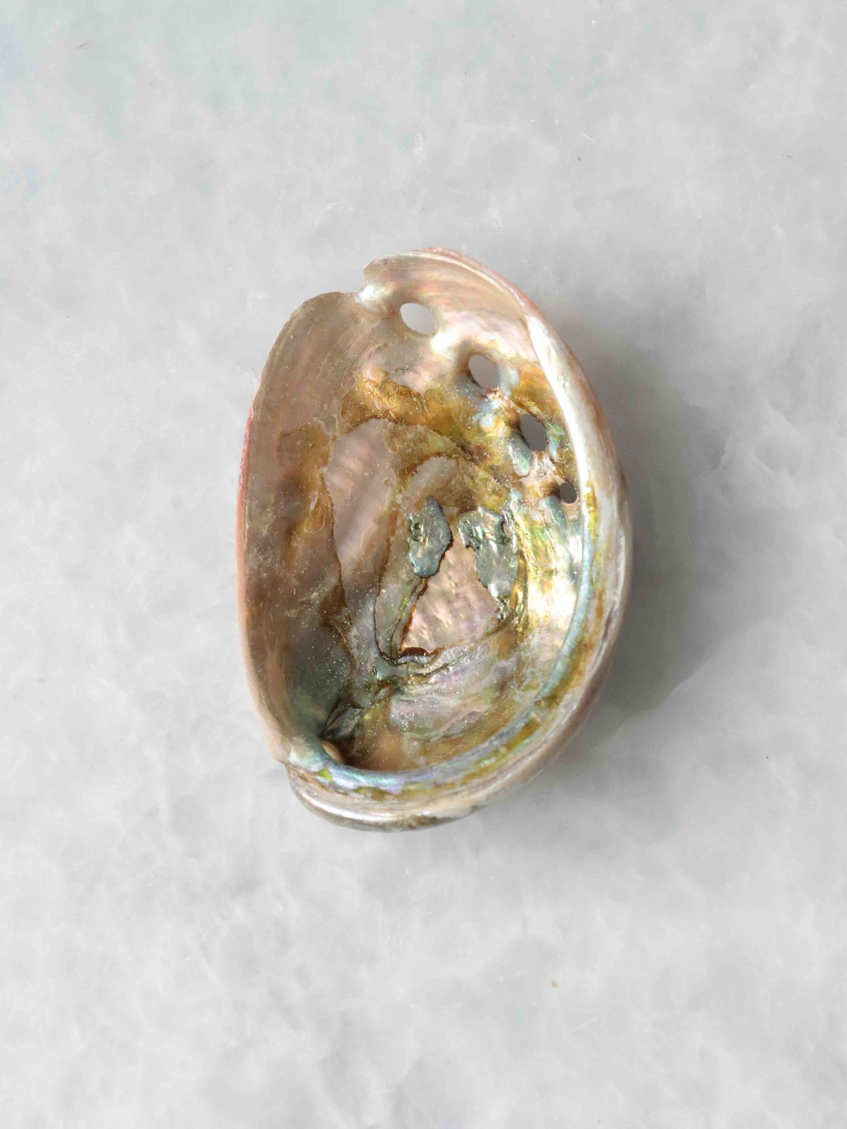 Mini coquillage d’abalone vu de l’intérieur, à la nacre irisée rose, verte et dorée, avec une rangée de petits trous sur le bord.